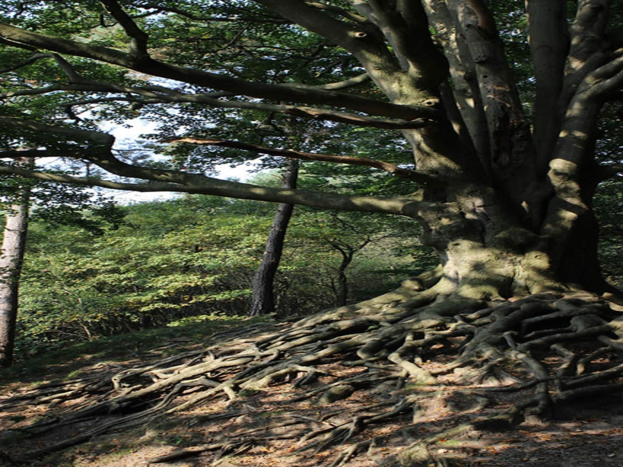 Steenpatrijs 17-07 in Voorthuizen - Foto 33 van 40