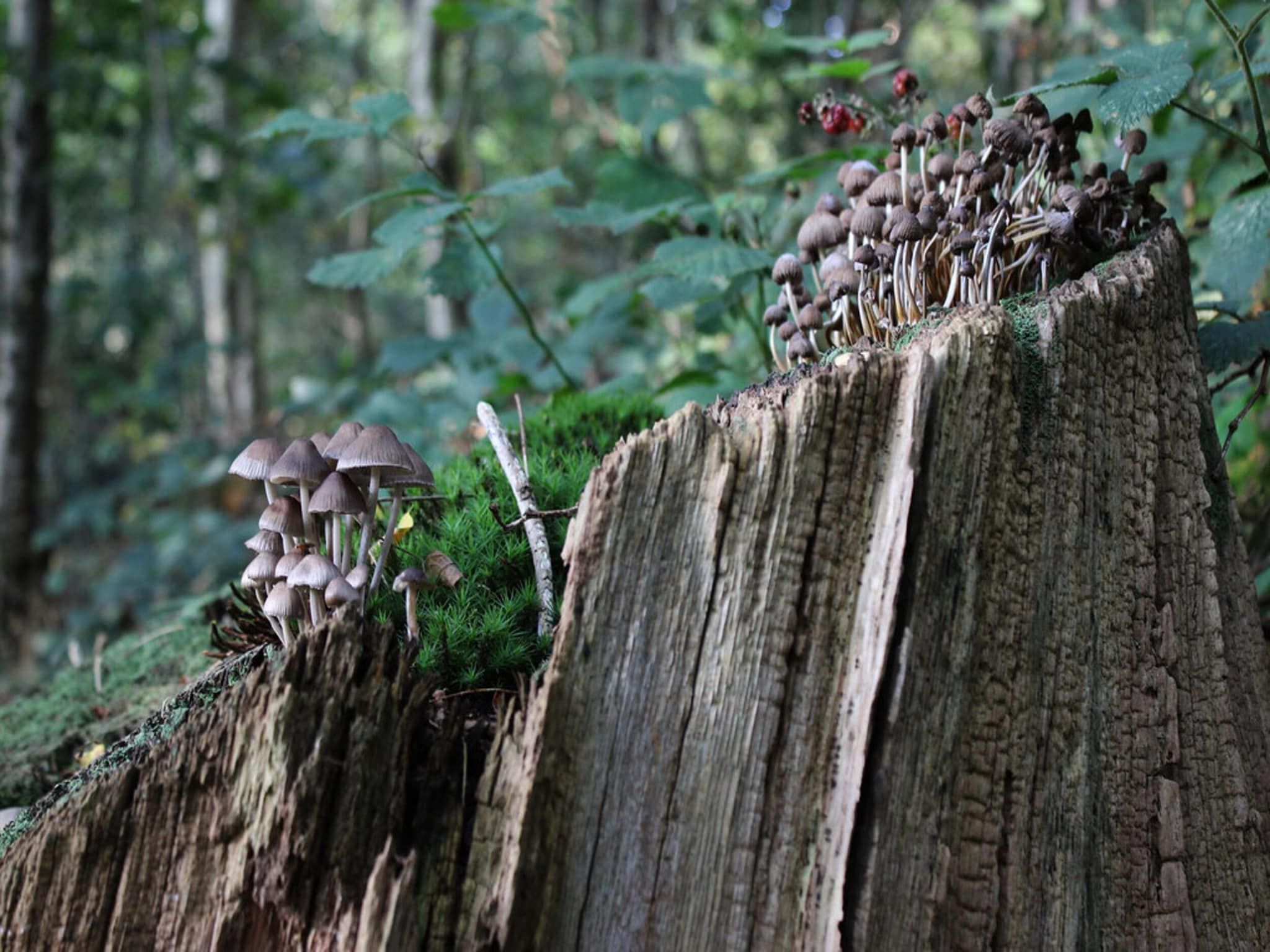 Steenpatrijs 17-07 in Voorthuizen - Foto 37 van 40