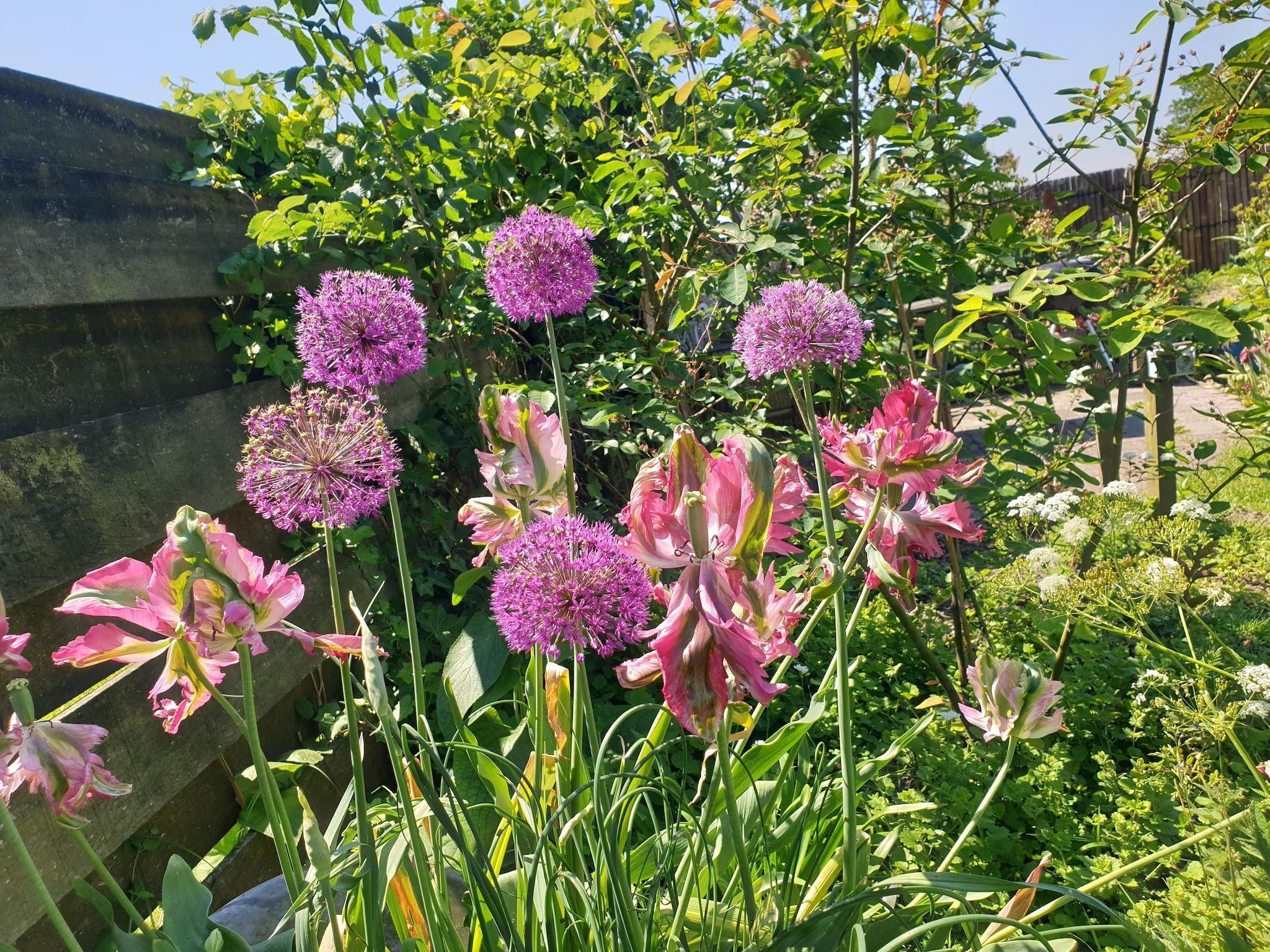 De tuin van 13-17 pax holiday home with separated apartments and gardens in Ternaard