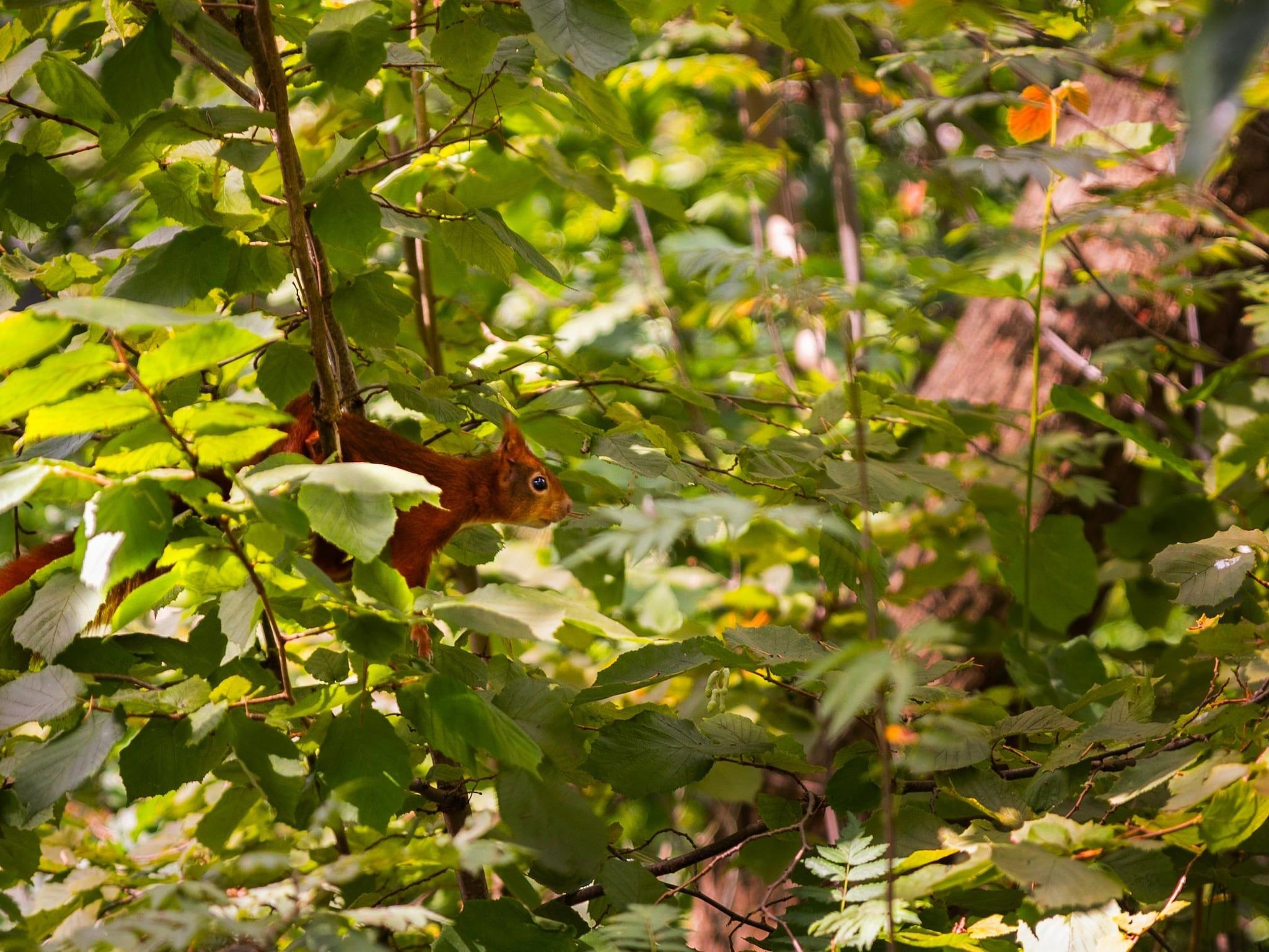 Parc Heihaas 14 in Putten - Foto 34 van 38