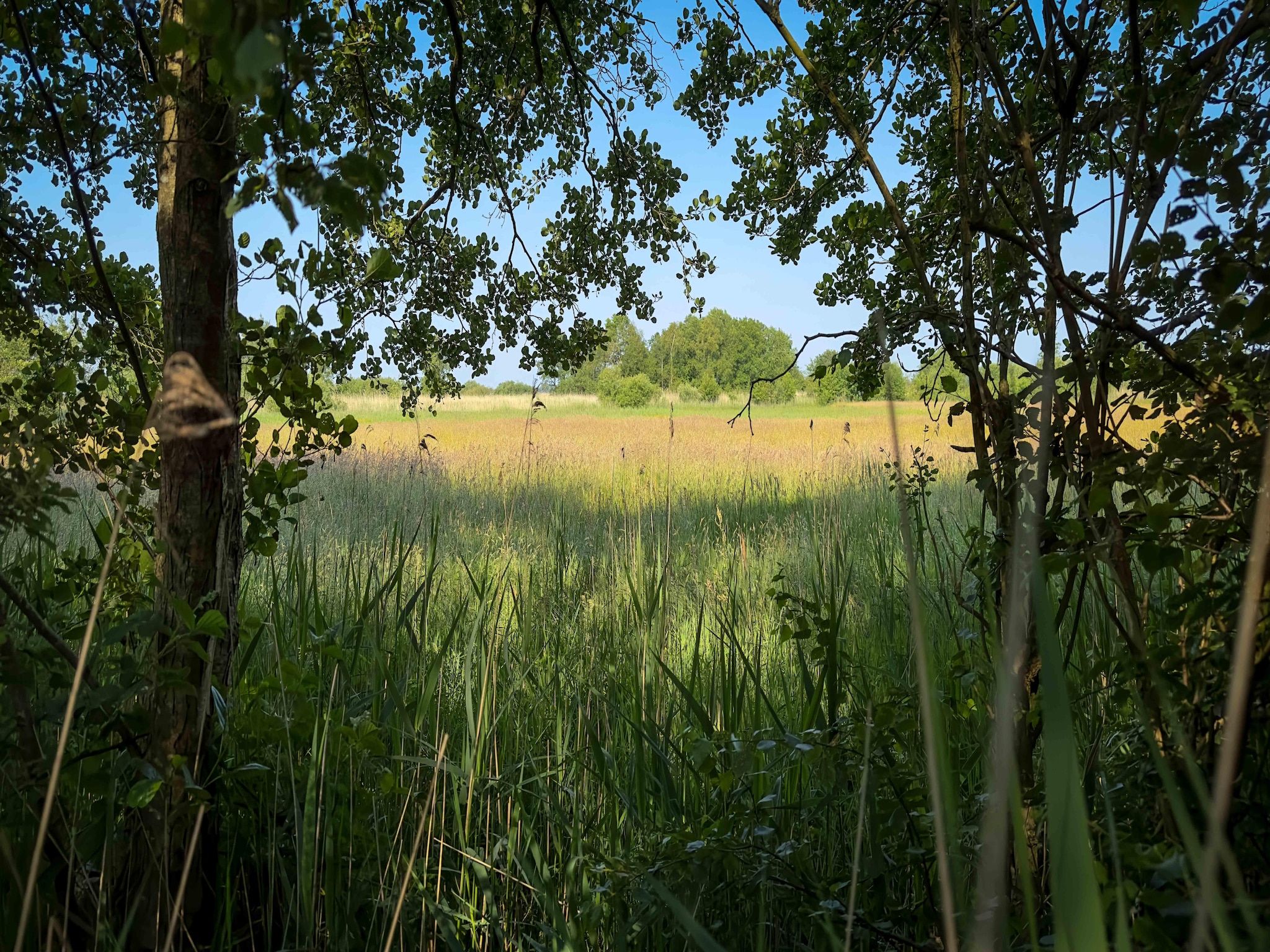 De omgeving van Oane's Huske in Jistrum / Skûlenboarch