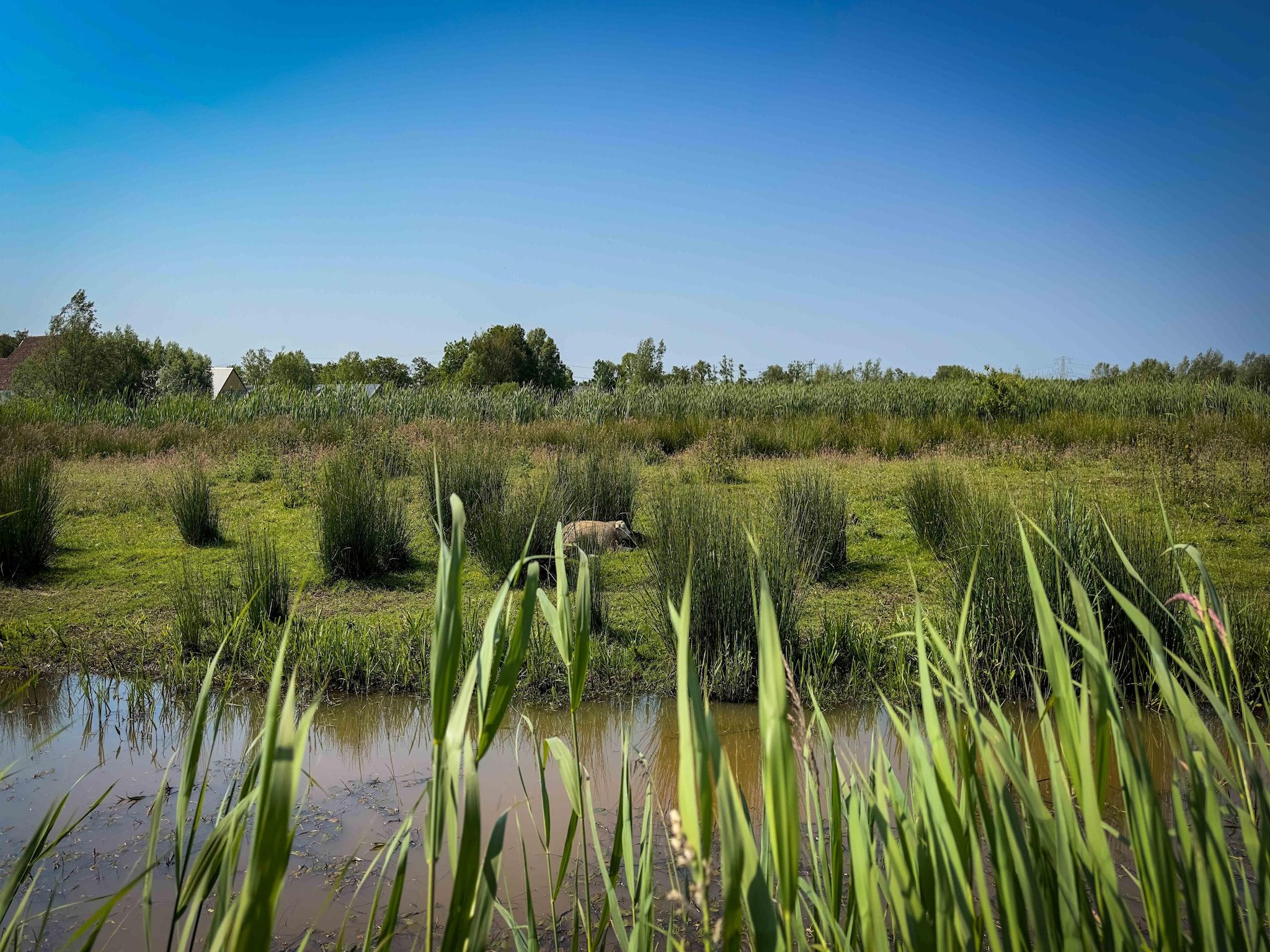 De omgeving van Oane's Huske in Jistrum / Skûlenboarch