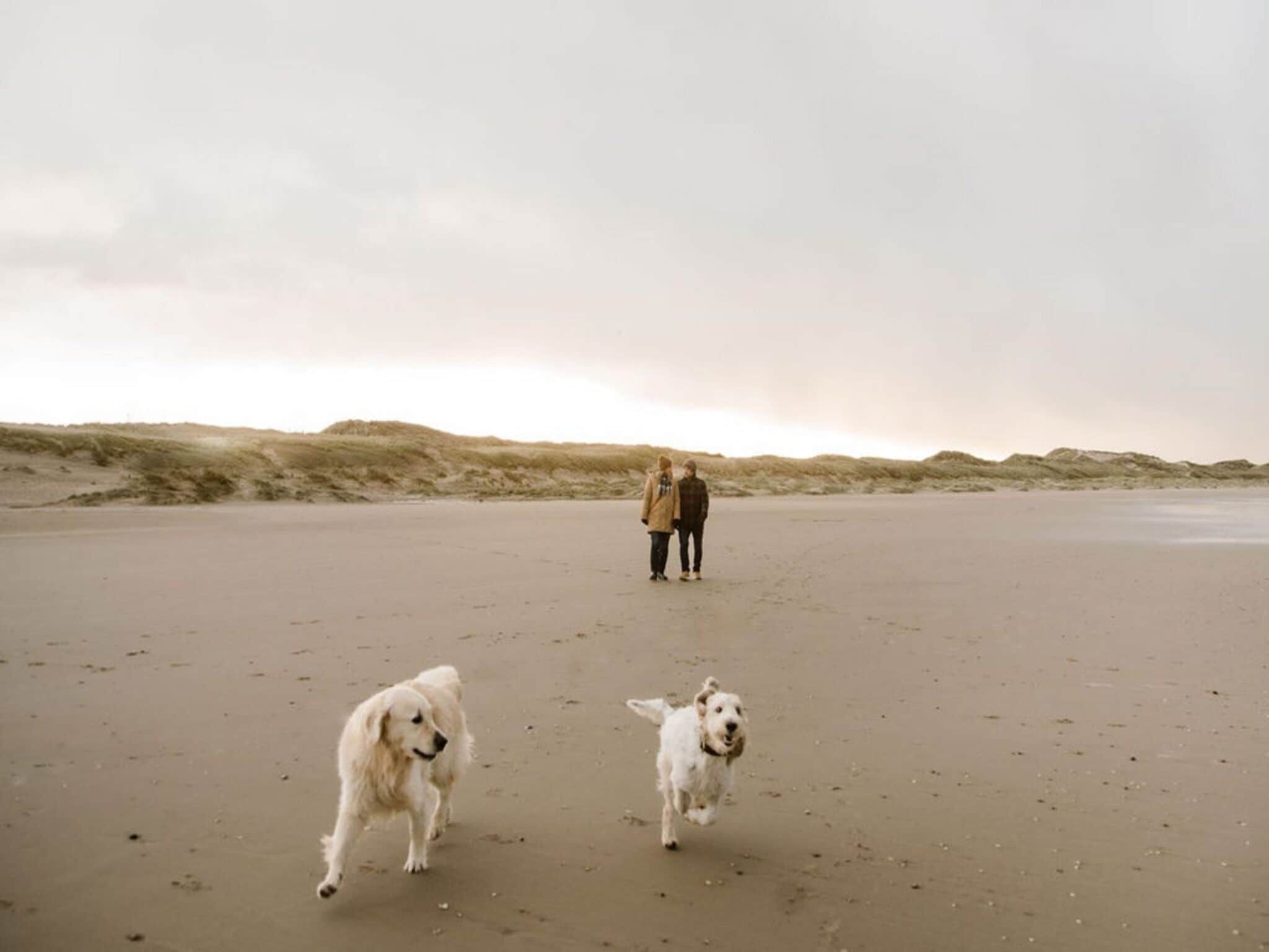 Juttershut Duynpark - Callantsoog in Callantsoog - Foto 37 van 39