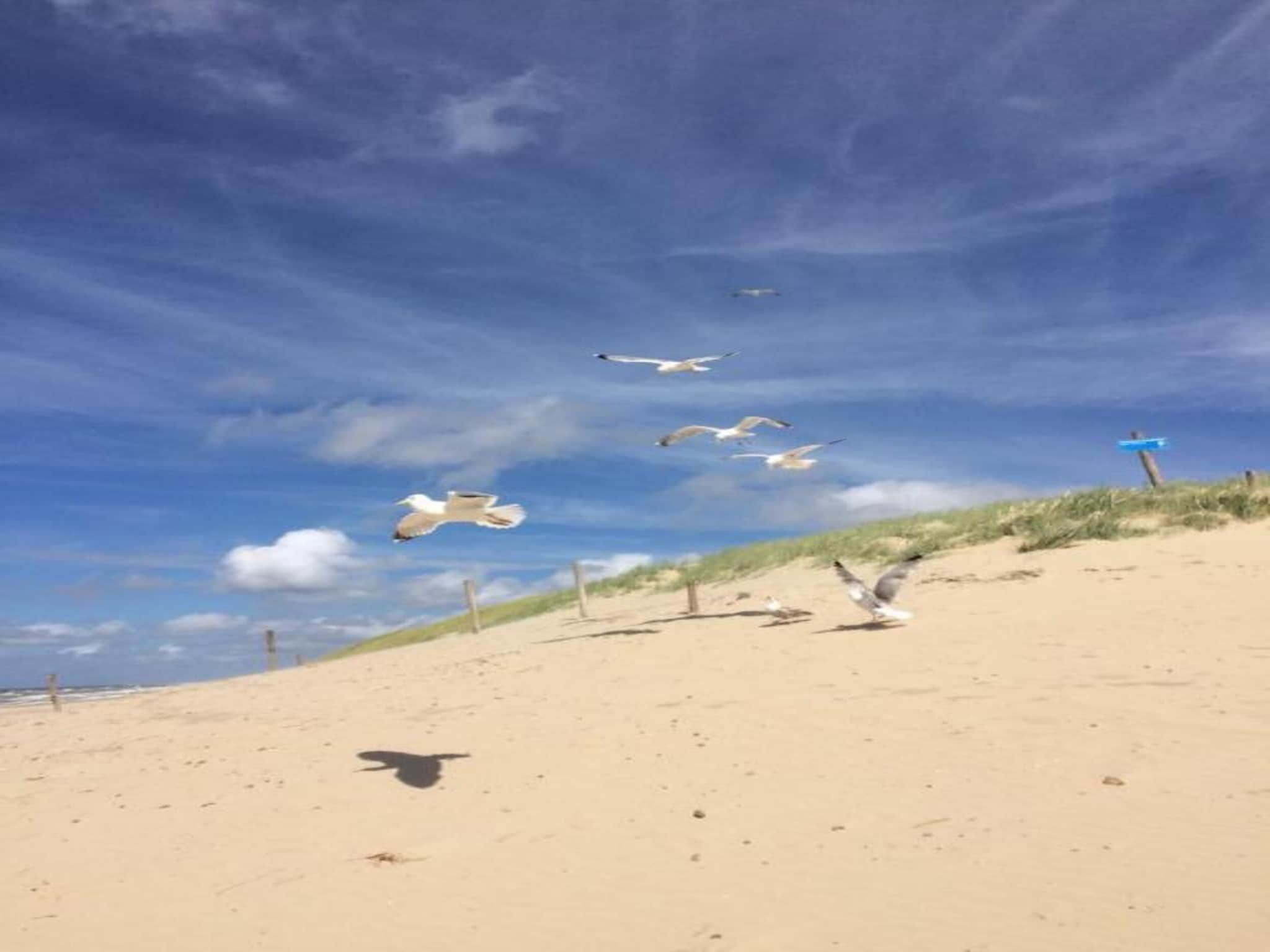 Duinvink in Sint Maartenszee - Foto 23 van 34