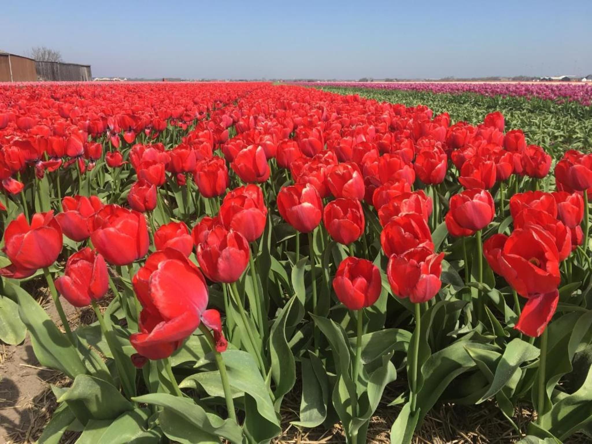 Duinvink in Sint Maartenszee - Foto 26 van 34