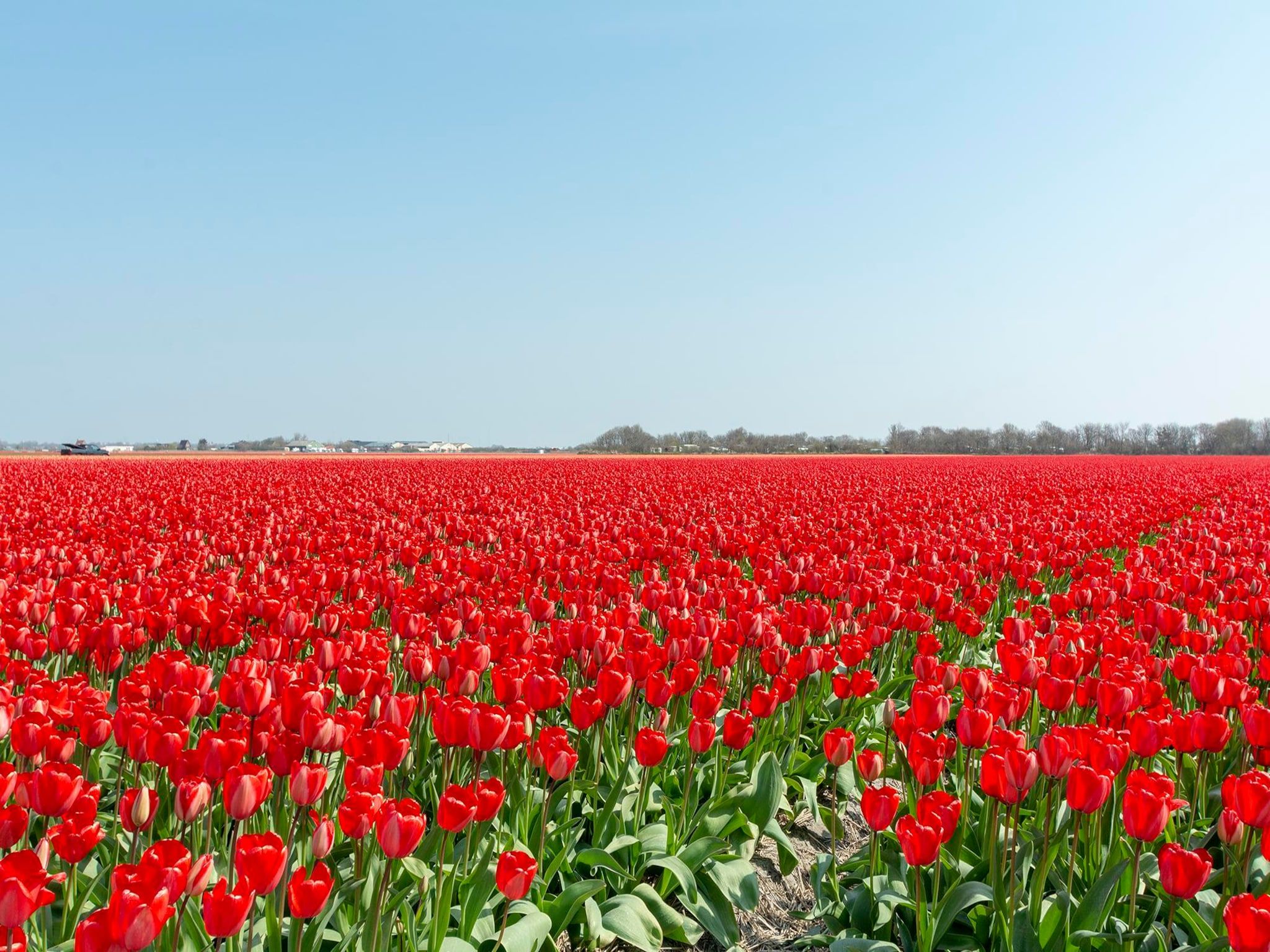 Sandepark 151 Villa Matisse in Callantsoog - Foto 20 van 21