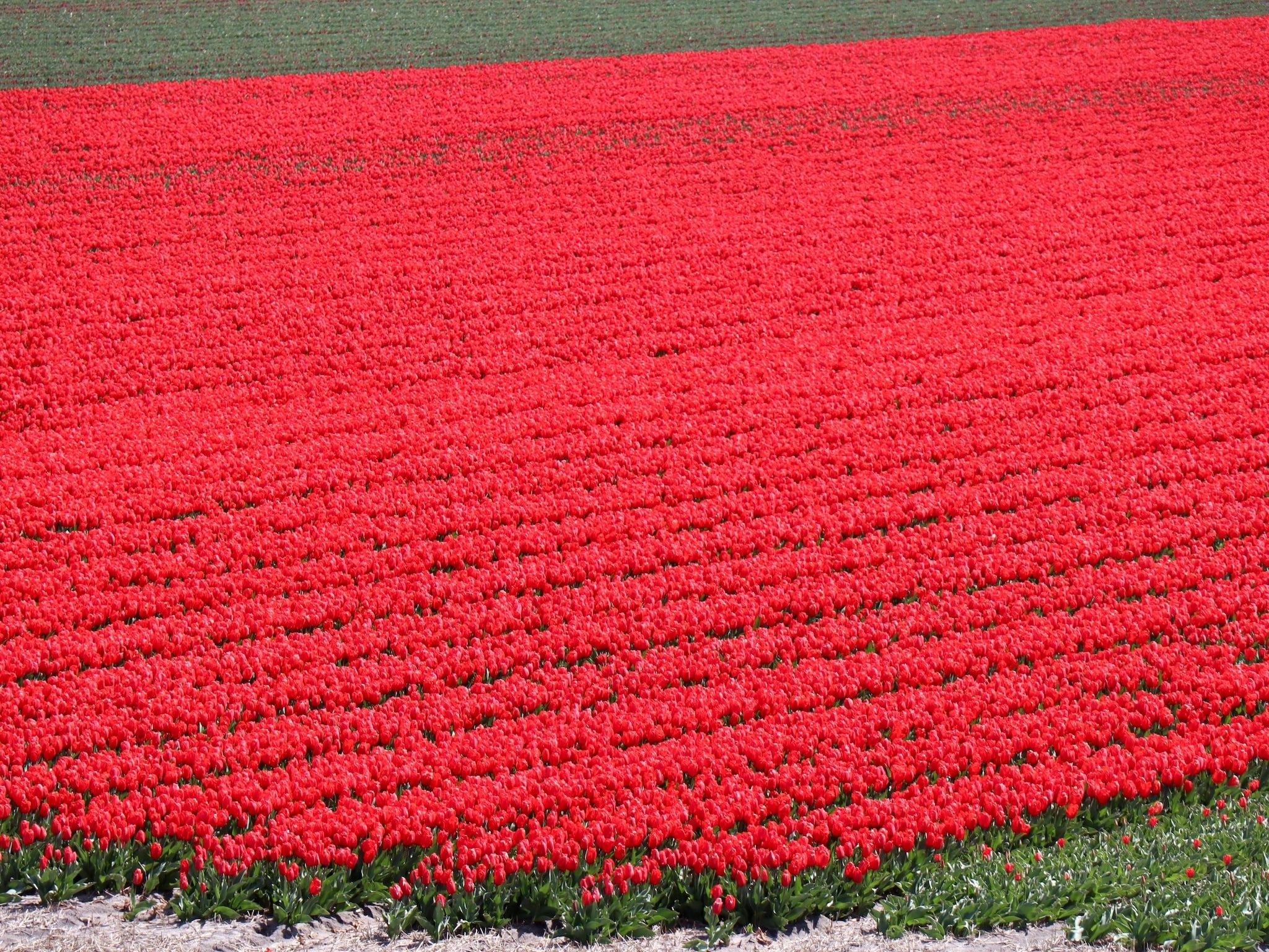 De omgeving van Vossehoeck 2 in Callantsoog