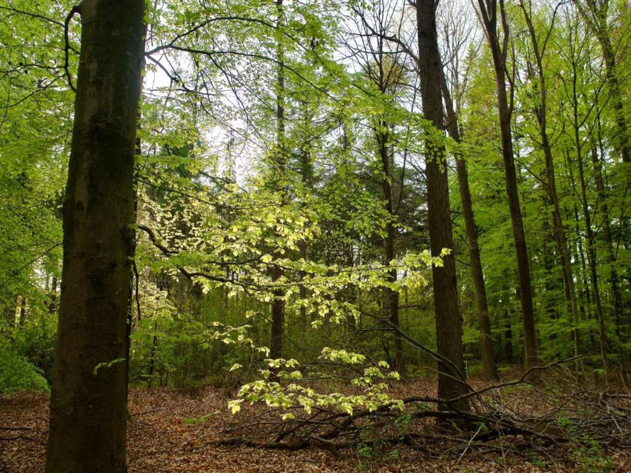 8 persoons villa in Sondel - Foto 33 van 40