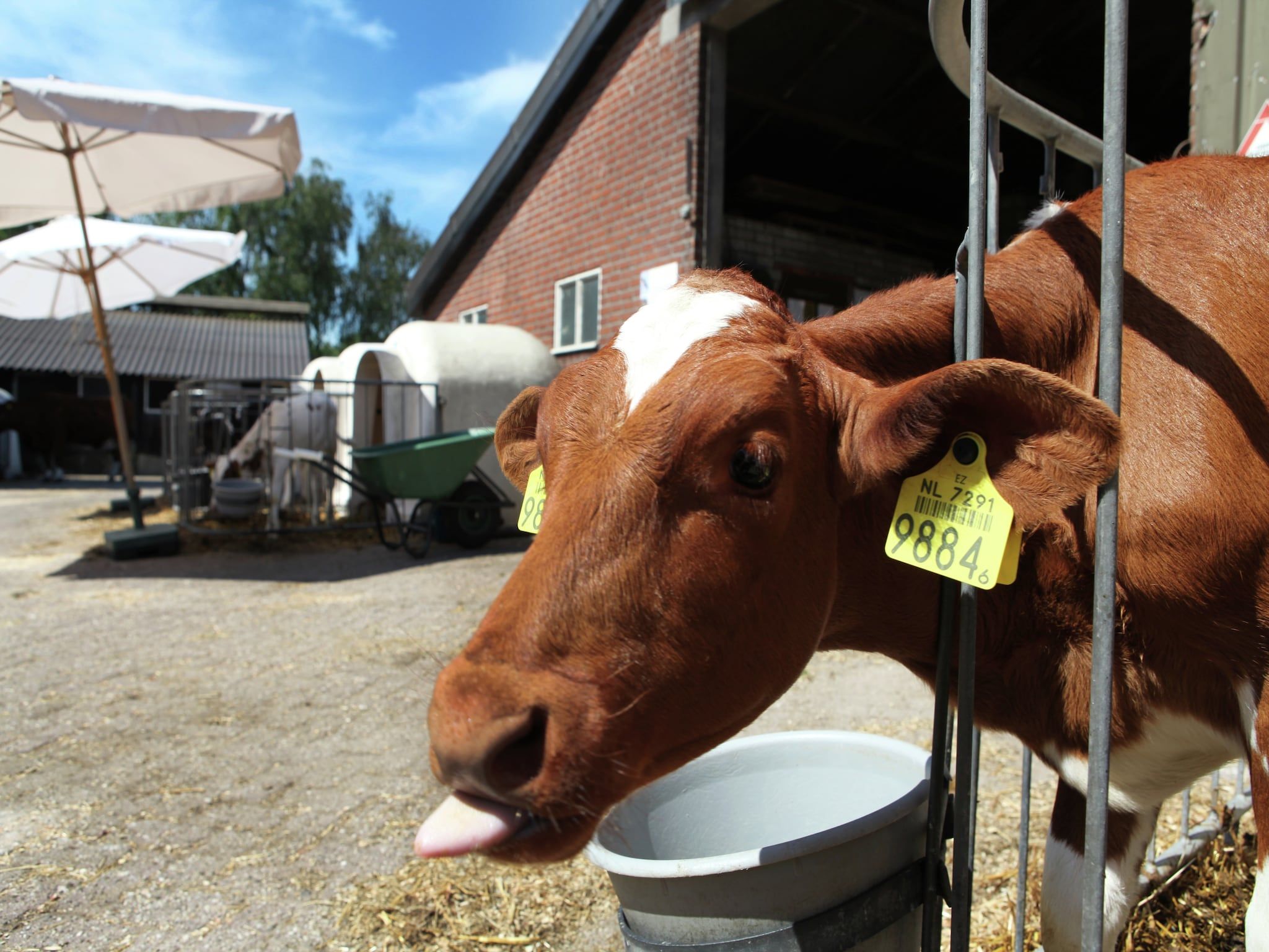 Sfeerbeeld van Wijsthoeve in Uden