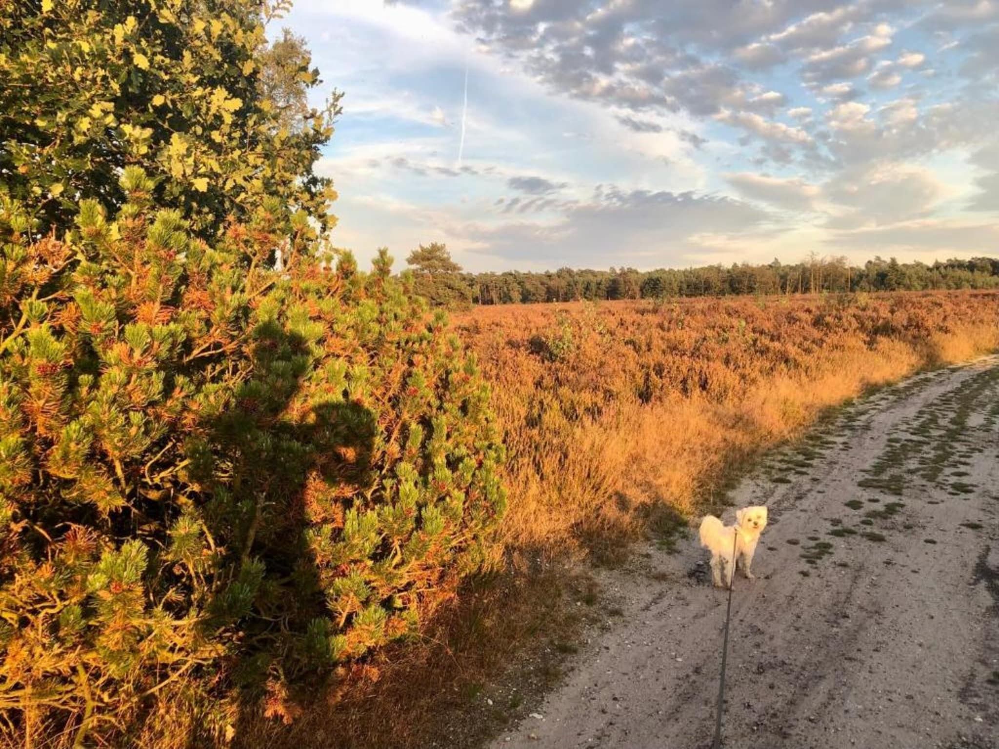De omgeving van Vlindervallei Villa 8p in Ermelo