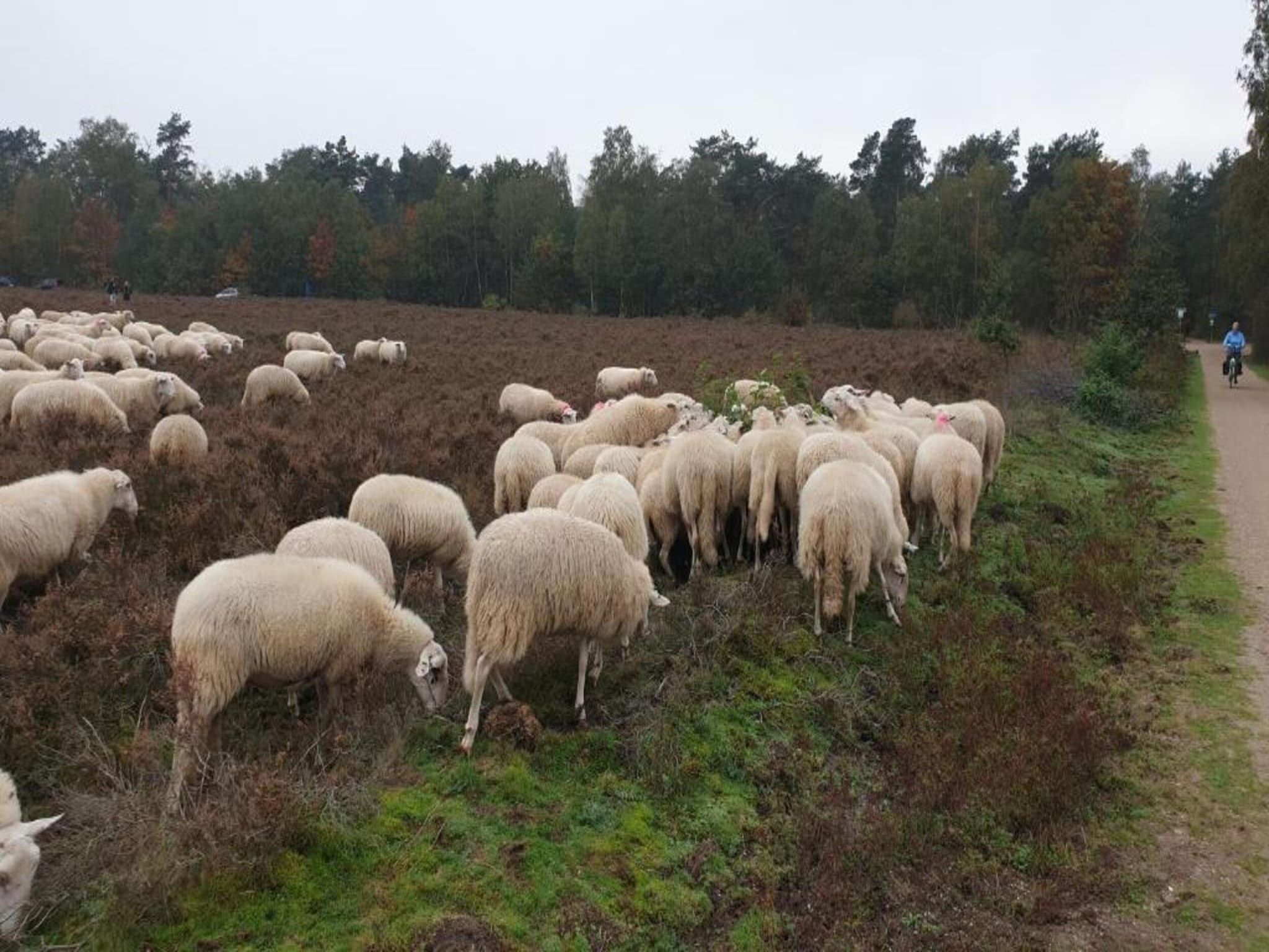 De omgeving van Vlindervallei Boshuis 16p in Ermelo