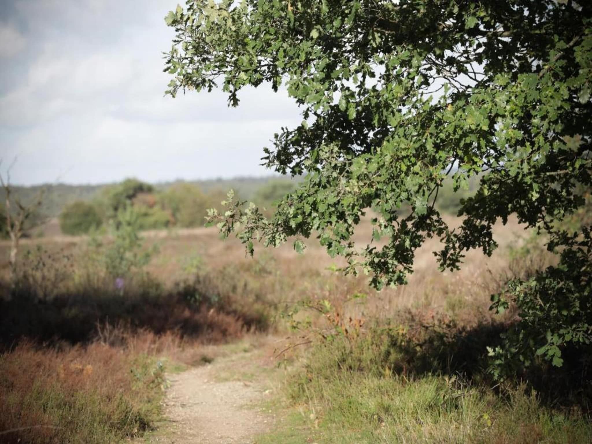 De omgeving van Vlindervallei Boshuis 16p in Ermelo