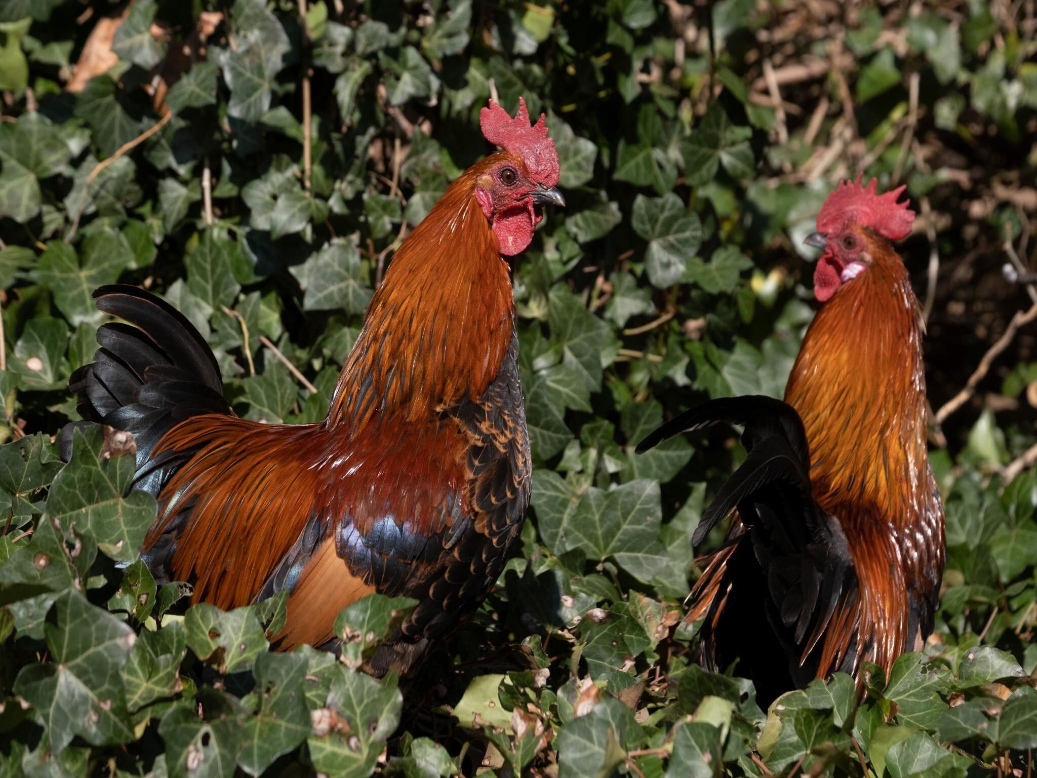 Voorzieningen bij Meschermolen 13 in Mesch-Eijsden