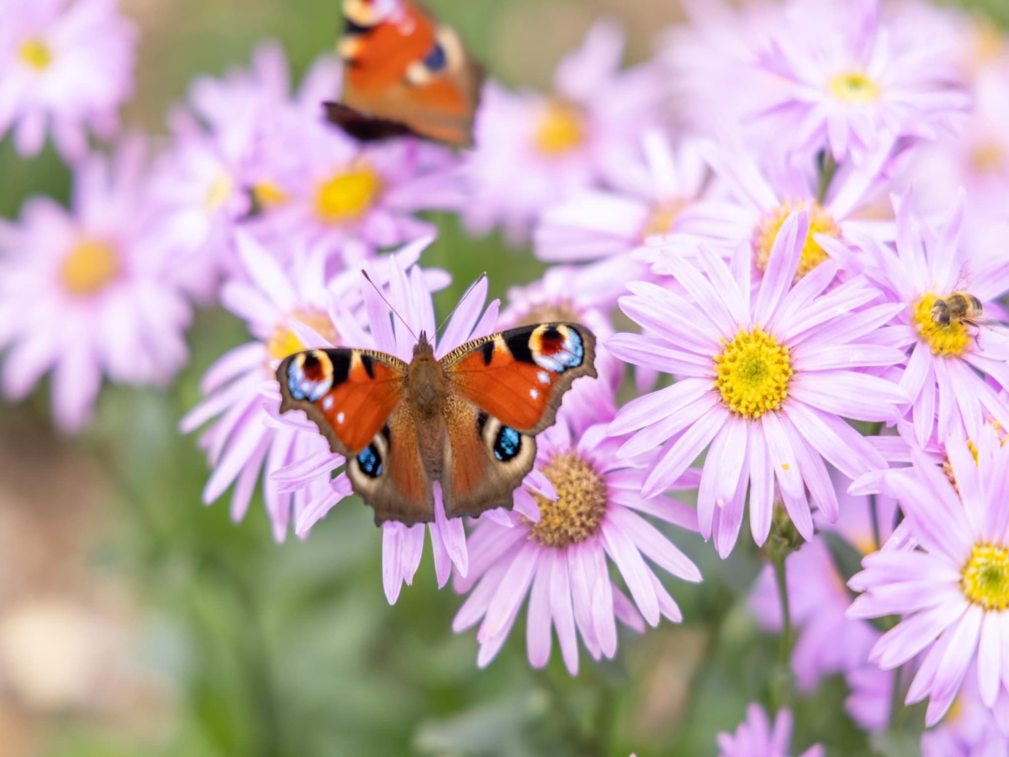 Sfeerbeeld van Boshoeve in Aalten