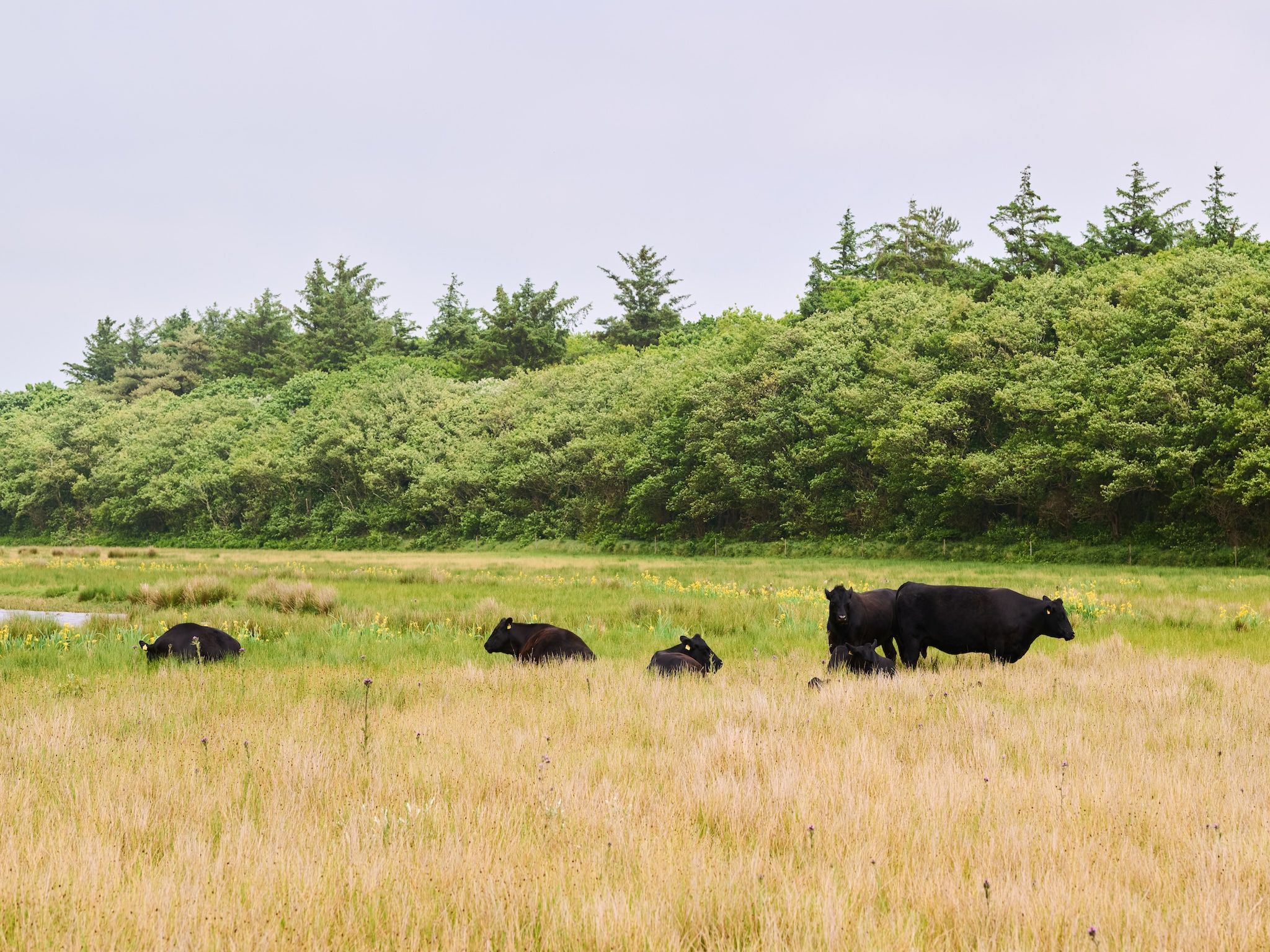 Droomsuites Texel - 8 person apartement in Den Burg - Foto 23 van 25