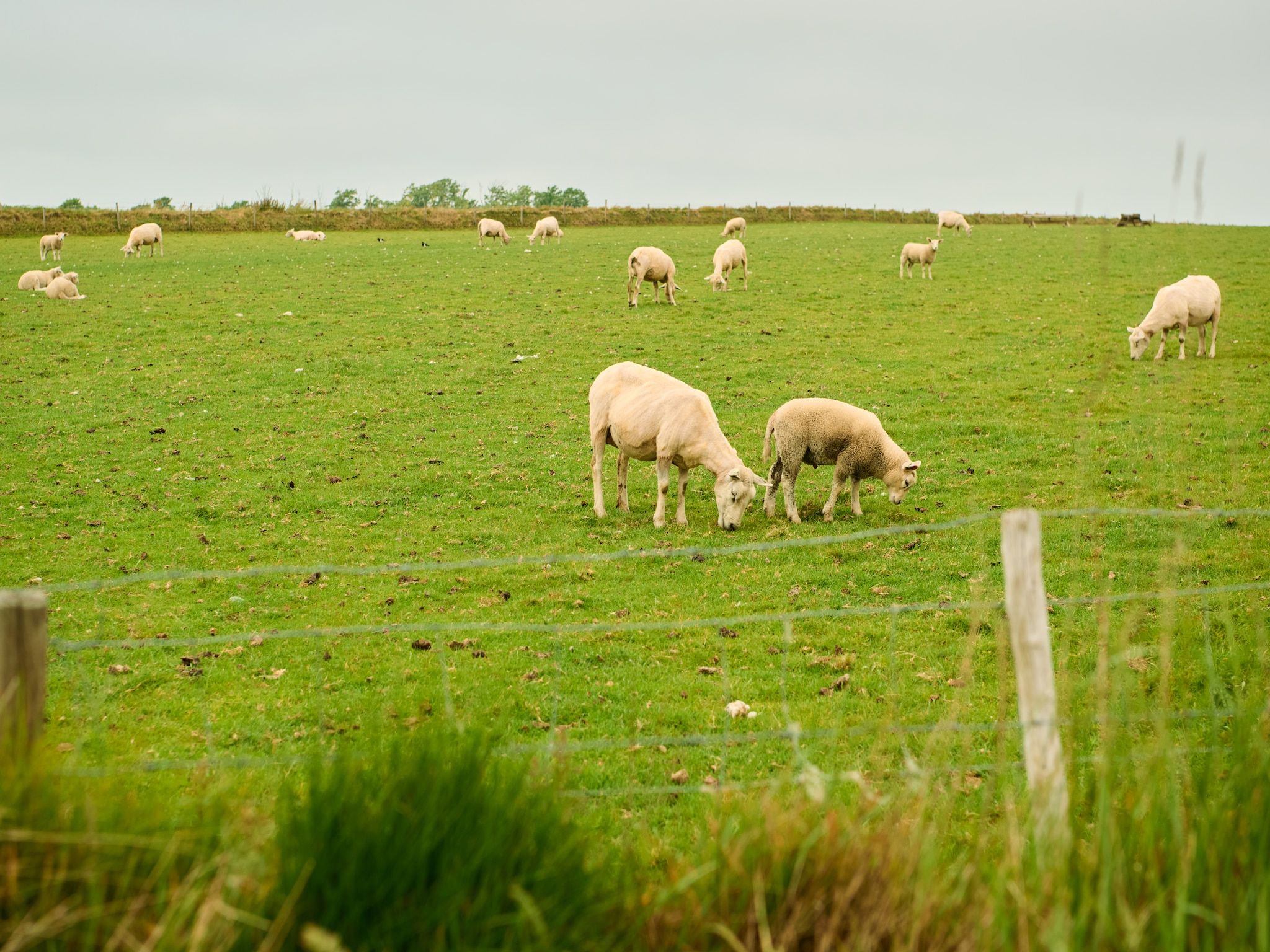 De tuin van Droomsuites Texel - 8 person apartement in Den Burg