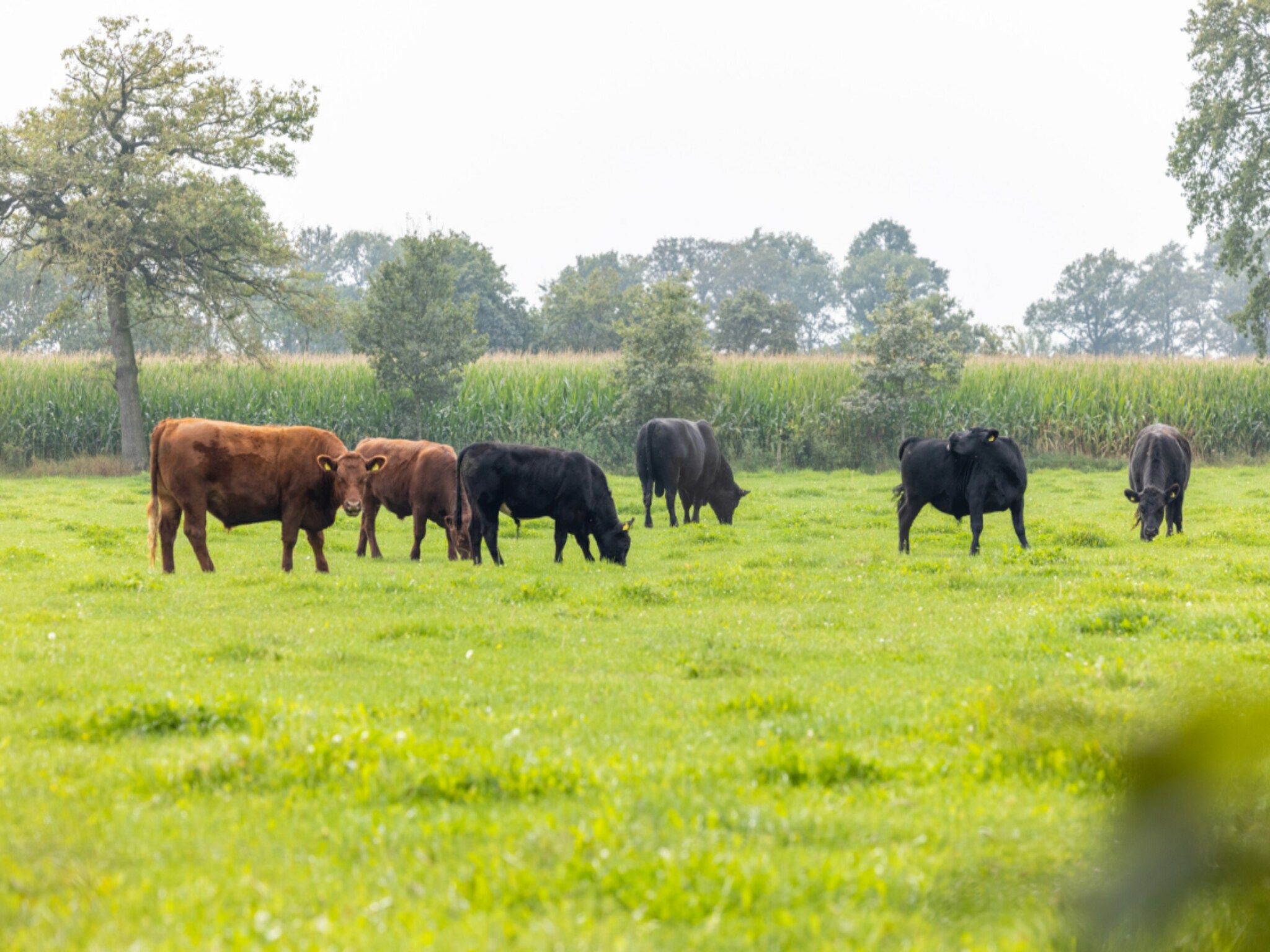 De tuin van Het Heerlijcke Huis in Aalten