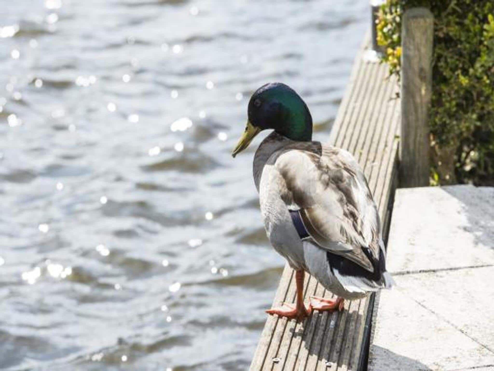 Sfeerbeeld van Family House | 10-12 personen | 4 slaapkamers | 3,5 badkamers in Loosdrecht