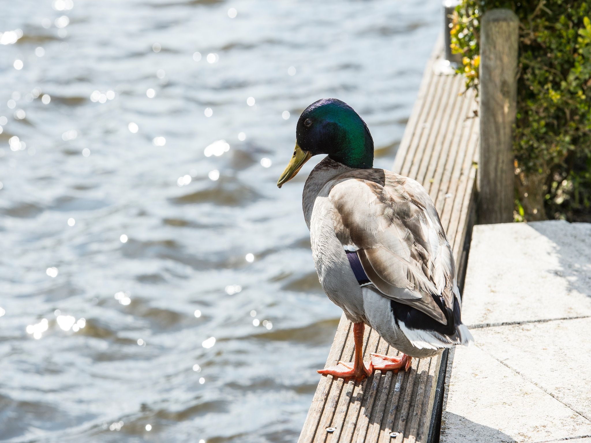 De omgeving van Panorama Villa in Loosdrecht
