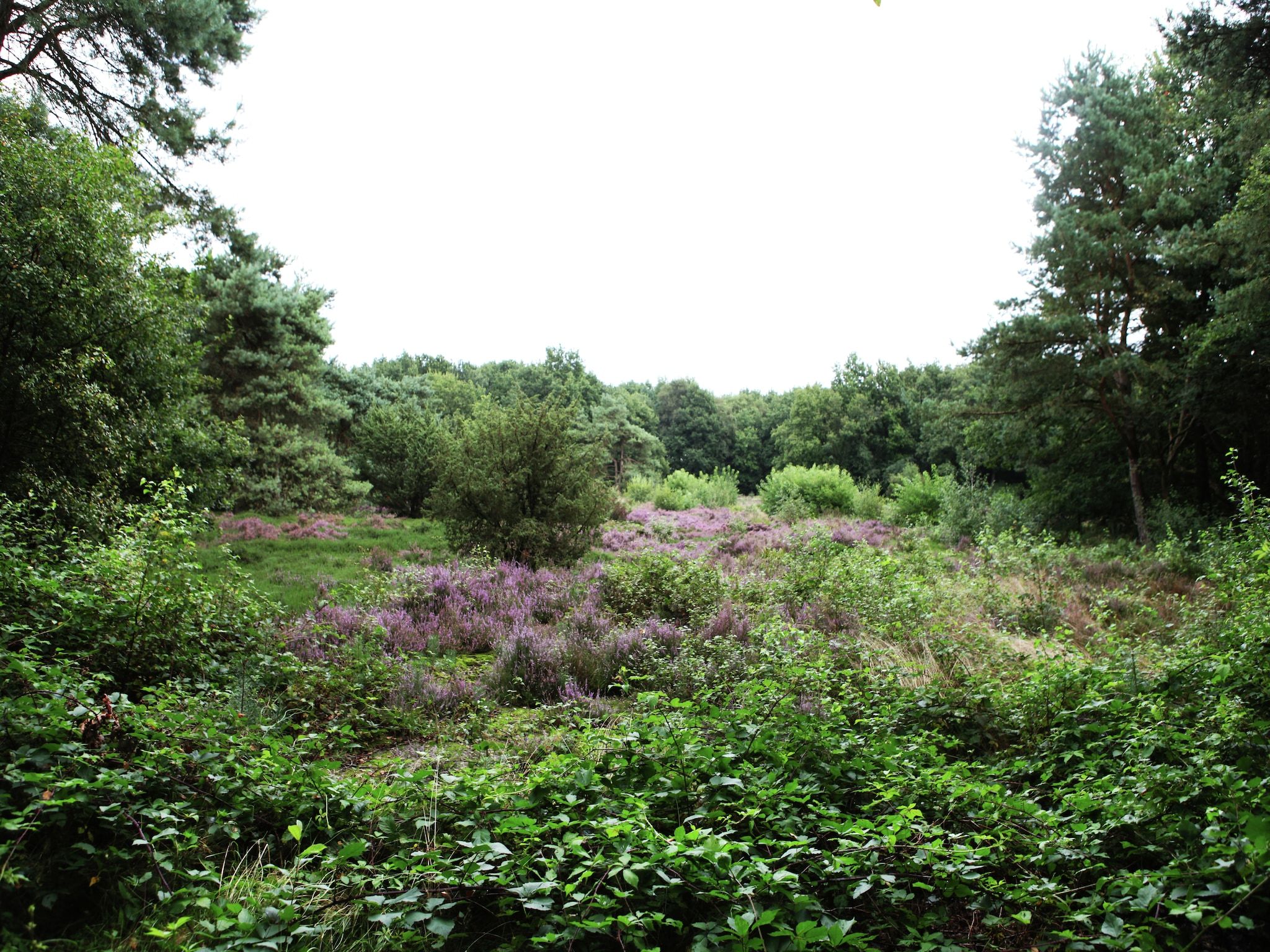 De tuin van De Wildenberg in Zuidwolde