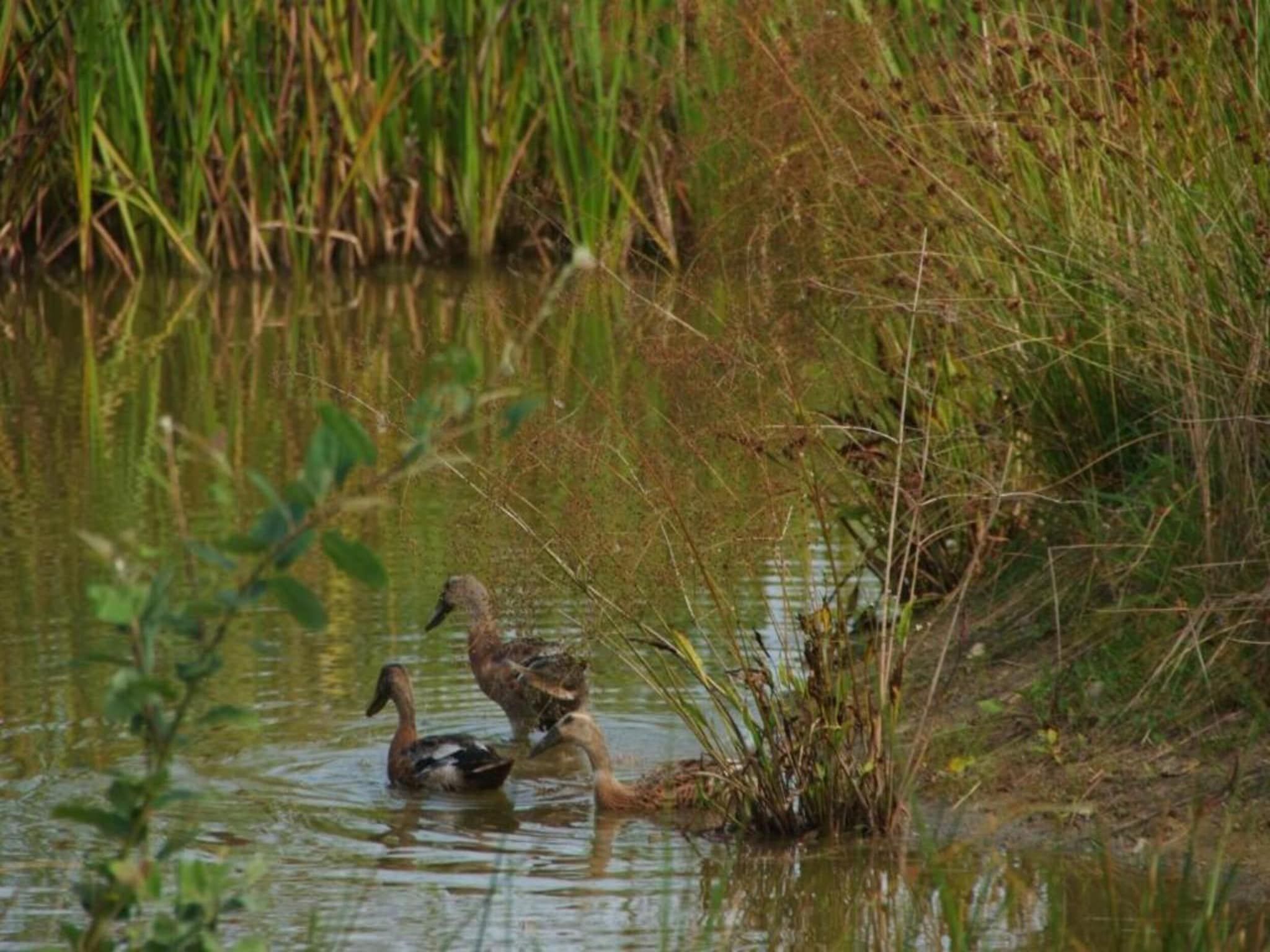 Haulervaart in Waskemeer - Foto 32 van 40