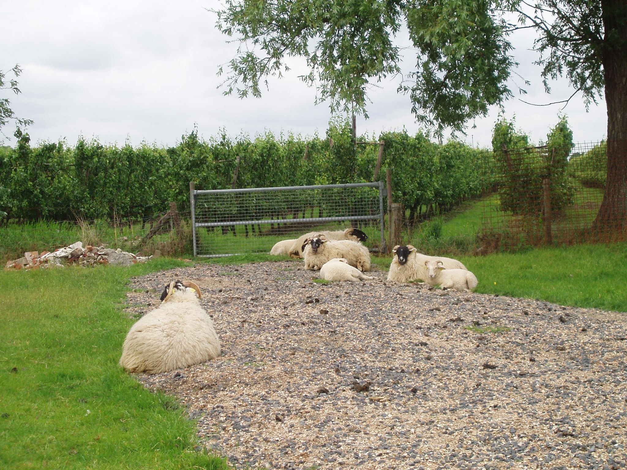 De tuin van De Biezenpolder 't Groothuus in Eede