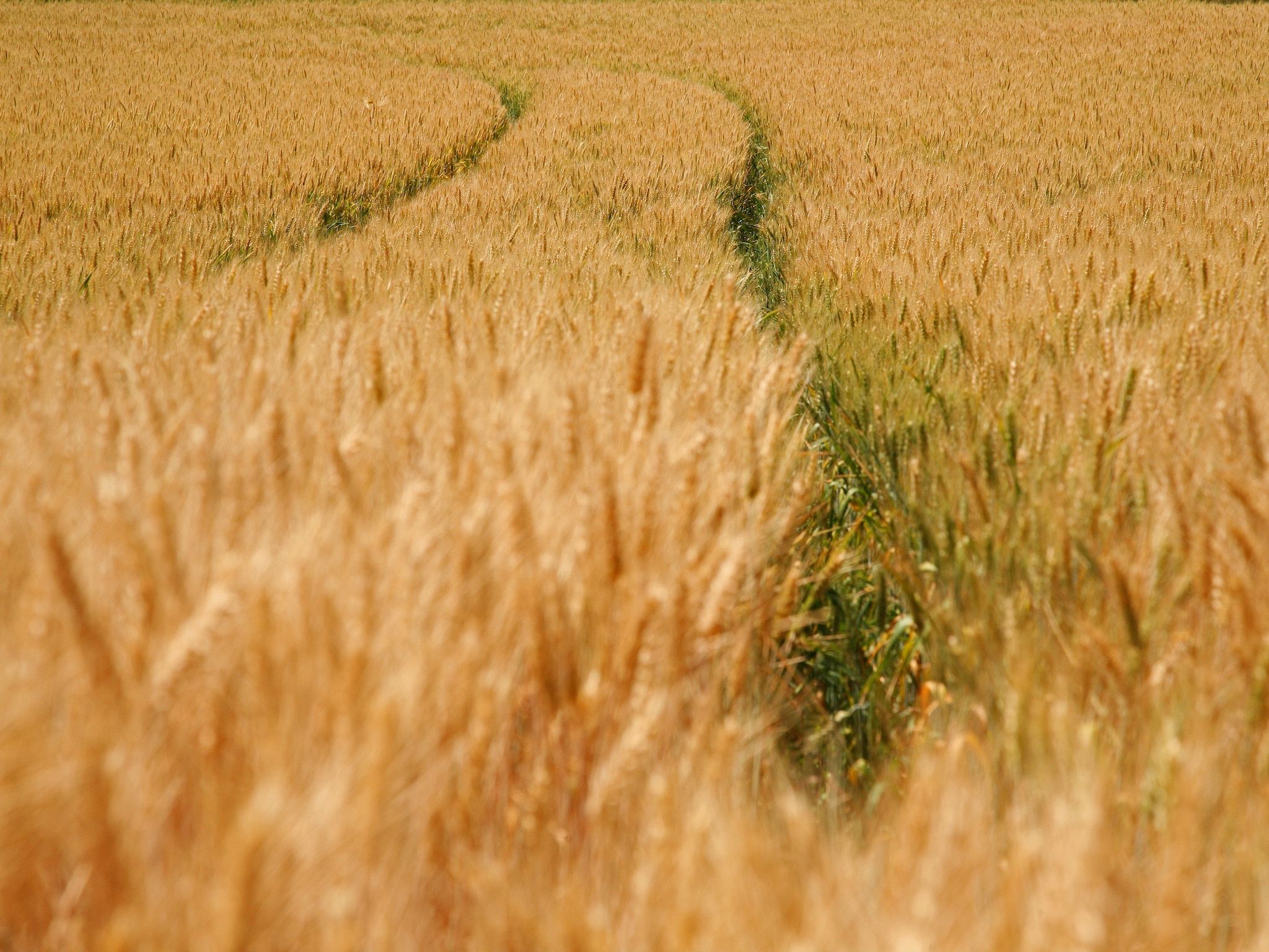 Hoeve in gunne winkel 1 en 2 in Wijlre - Foto 28 van 34