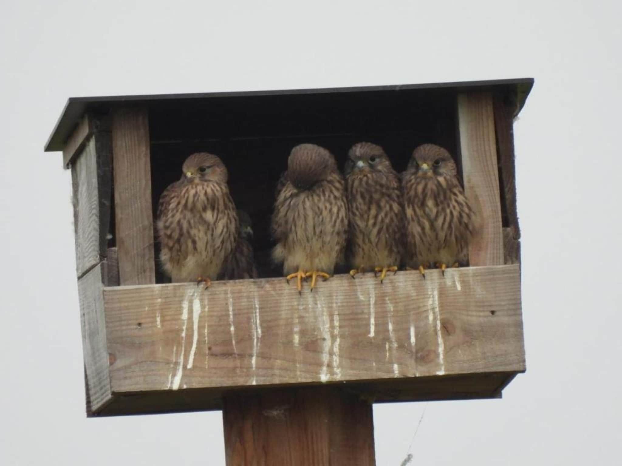 Sfeerbeeld van Het Schafthuis in Valkenswaard
