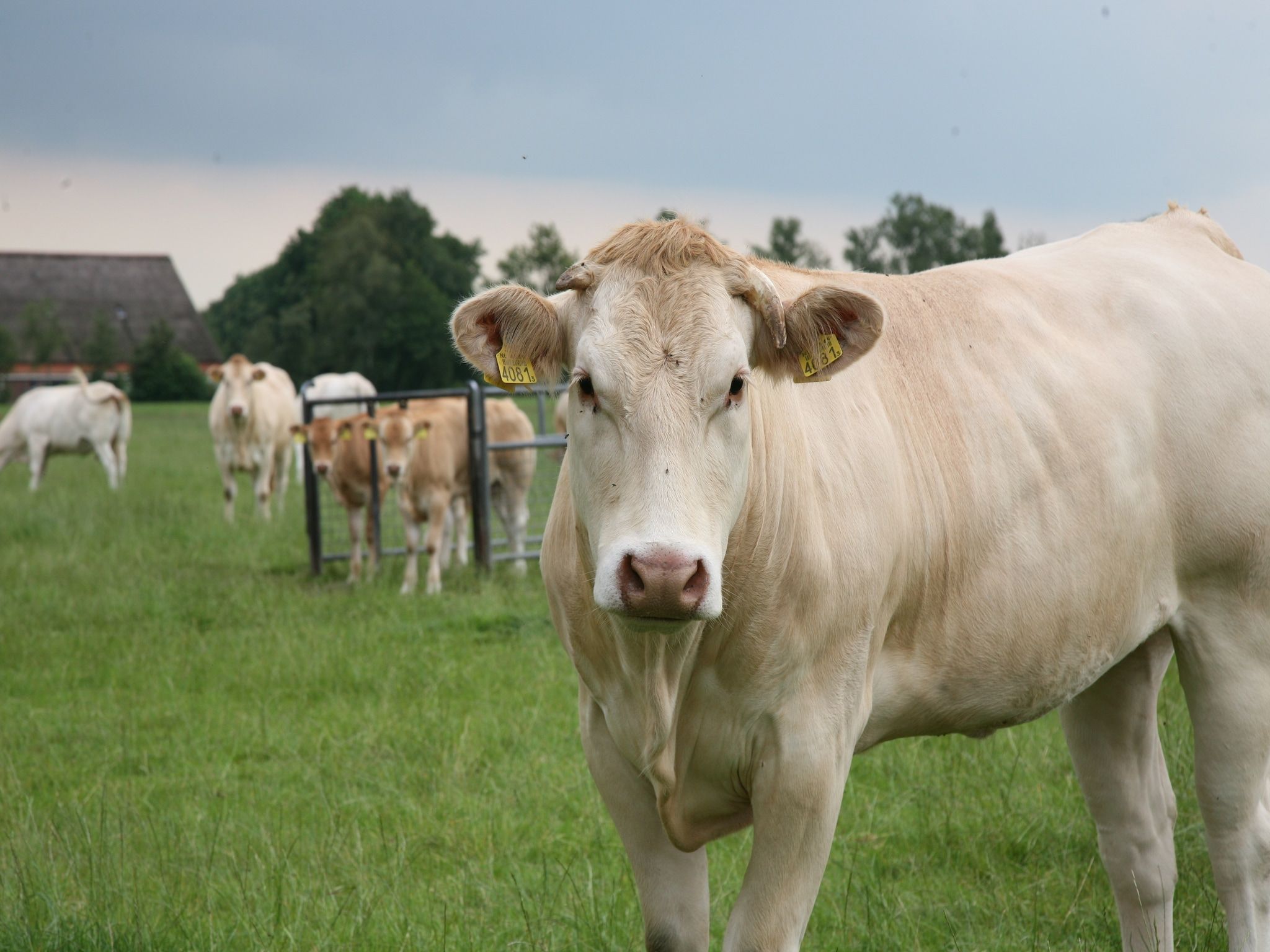 De omgeving van Marke van Ruinen 4 in Ruinen