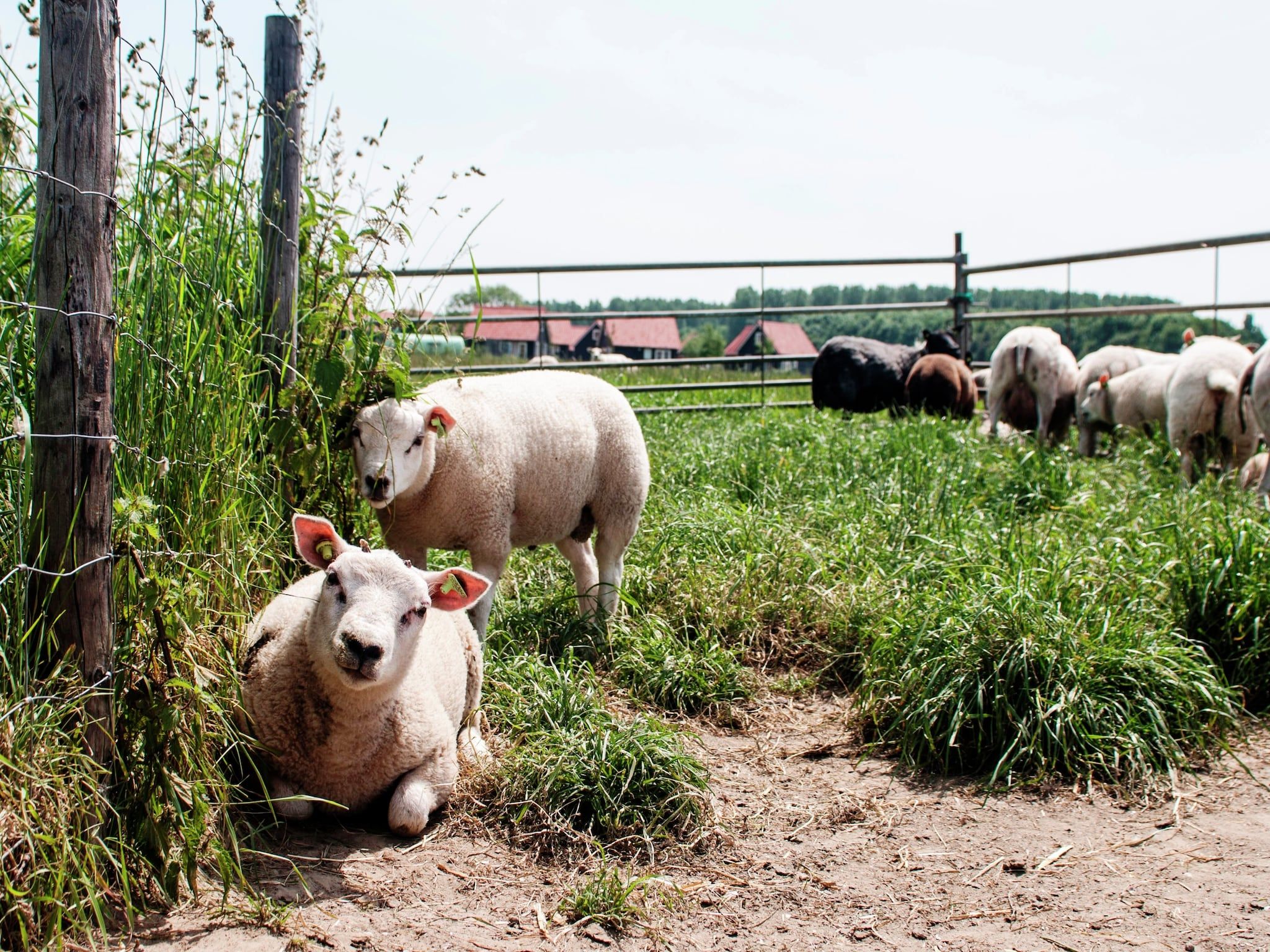Sfeerbeeld van Recreatiepark de Stelhoeve 2 in Wemeldinge