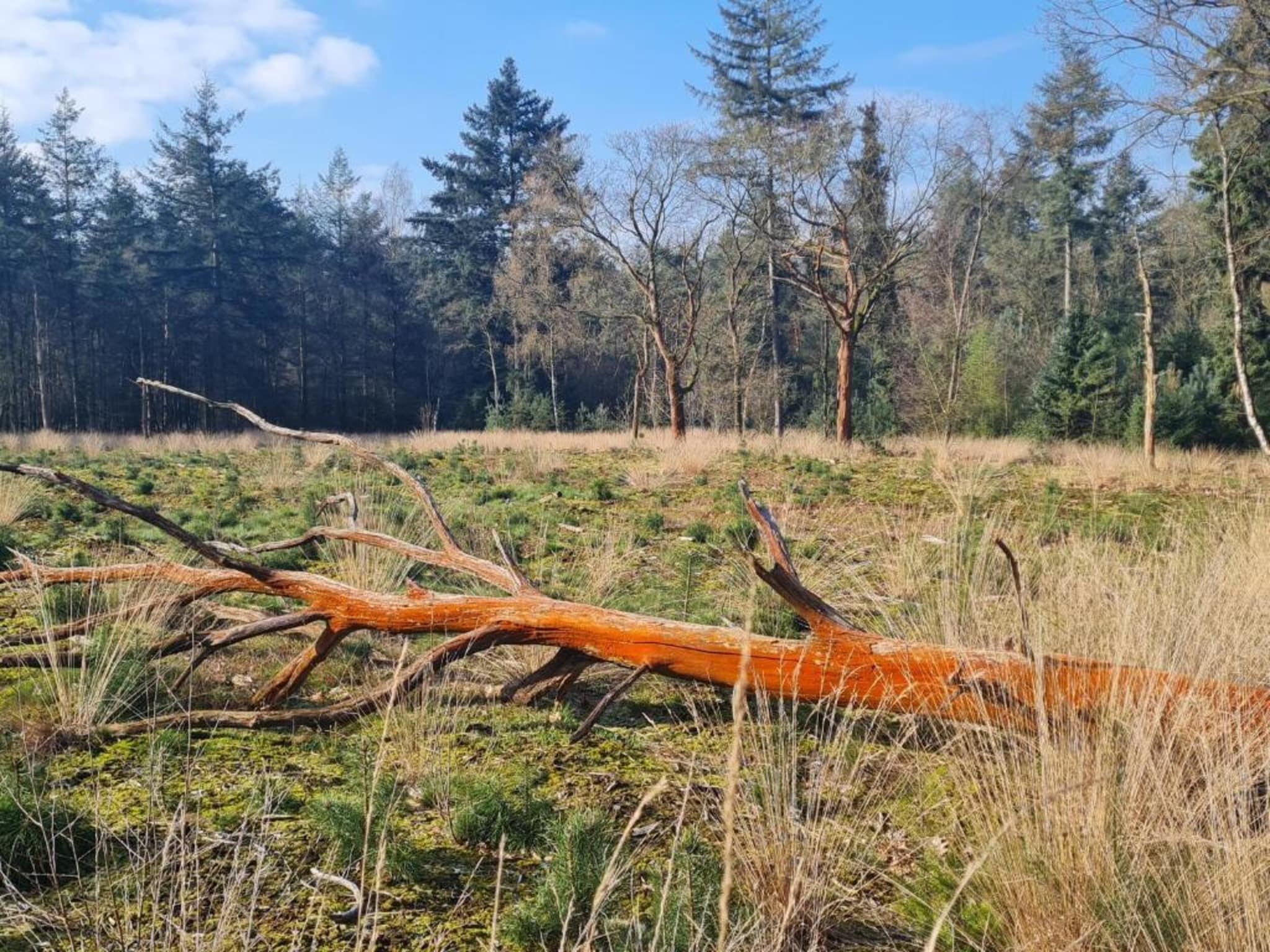 Paradiso in Elsendorp - Foto 37 van 40