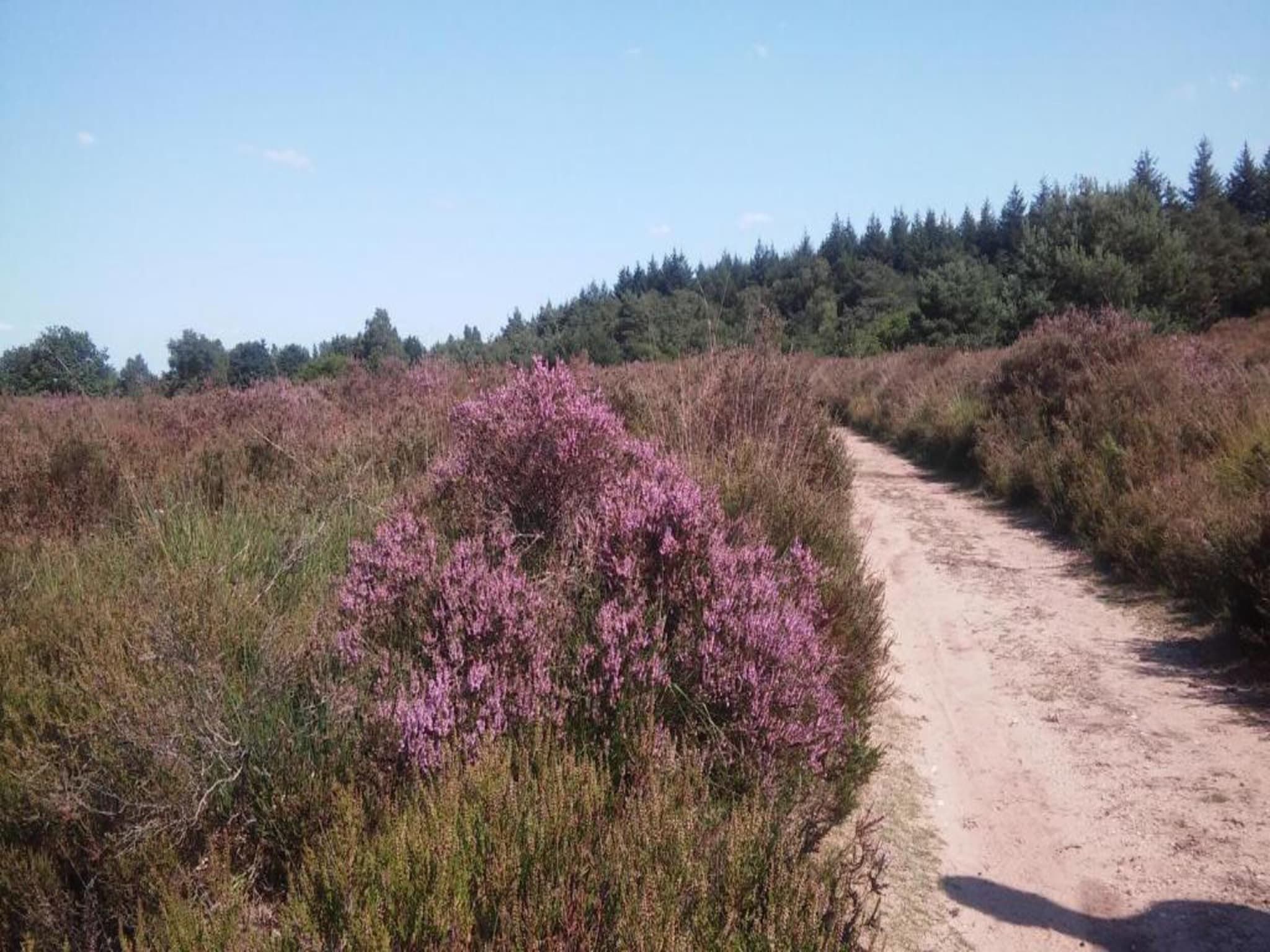 Landgoed De IJsvogel 2 in Voorthuizen - Foto 30 van 40