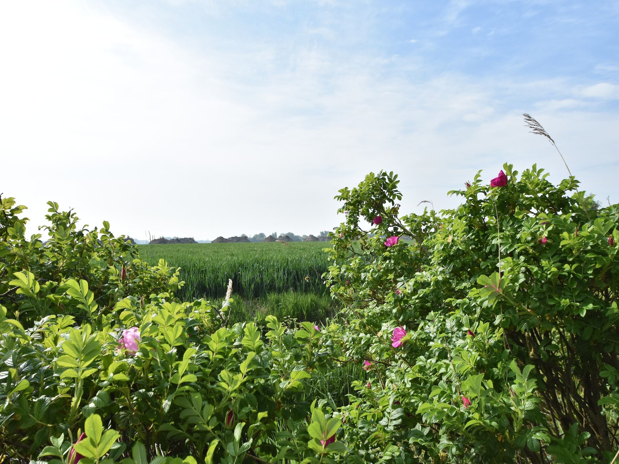 Het uitzicht vanaf Zeedijk III in Tzummarum