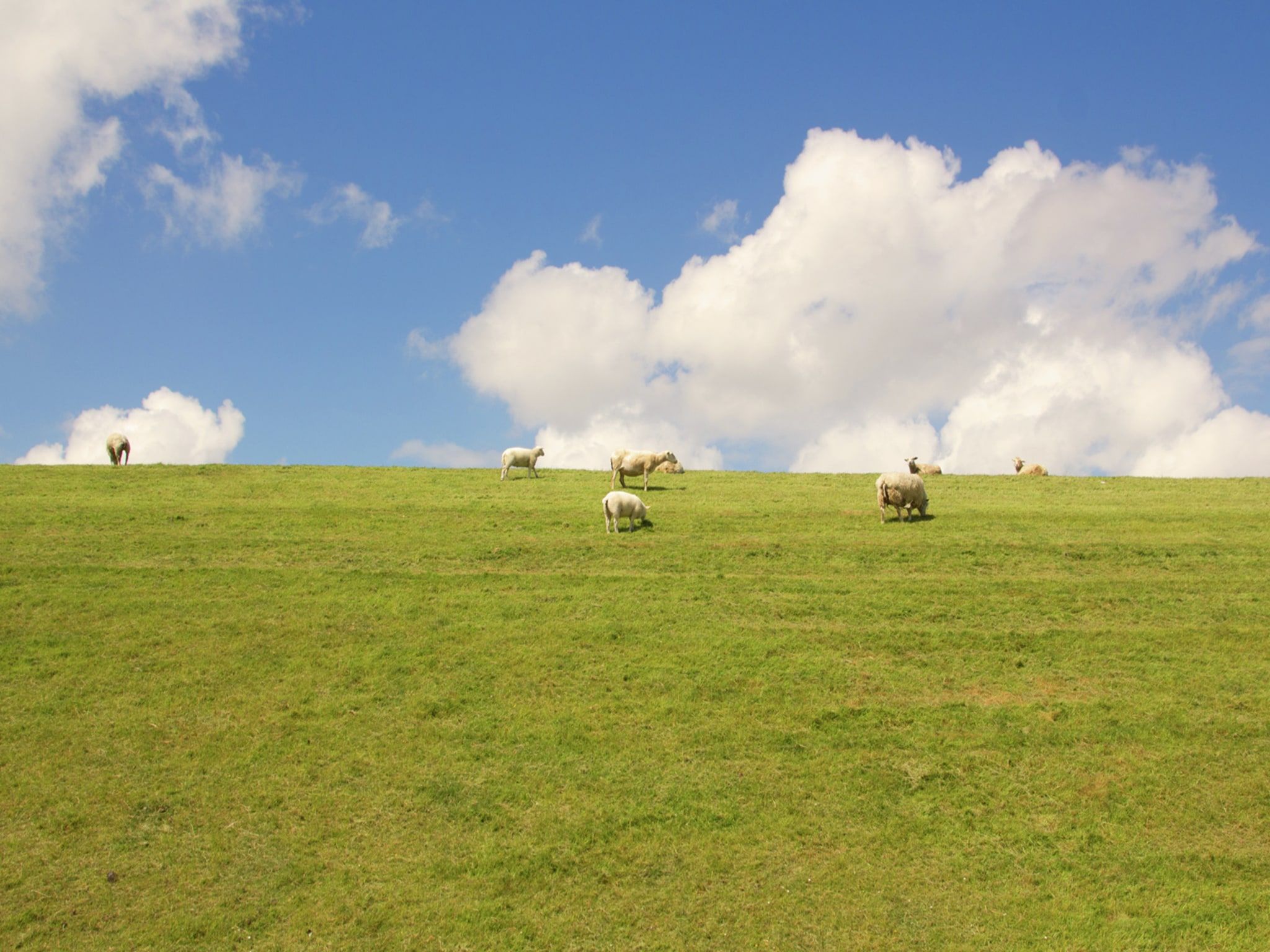 Zeedijk III in Tzummarum - Foto 32 van 40