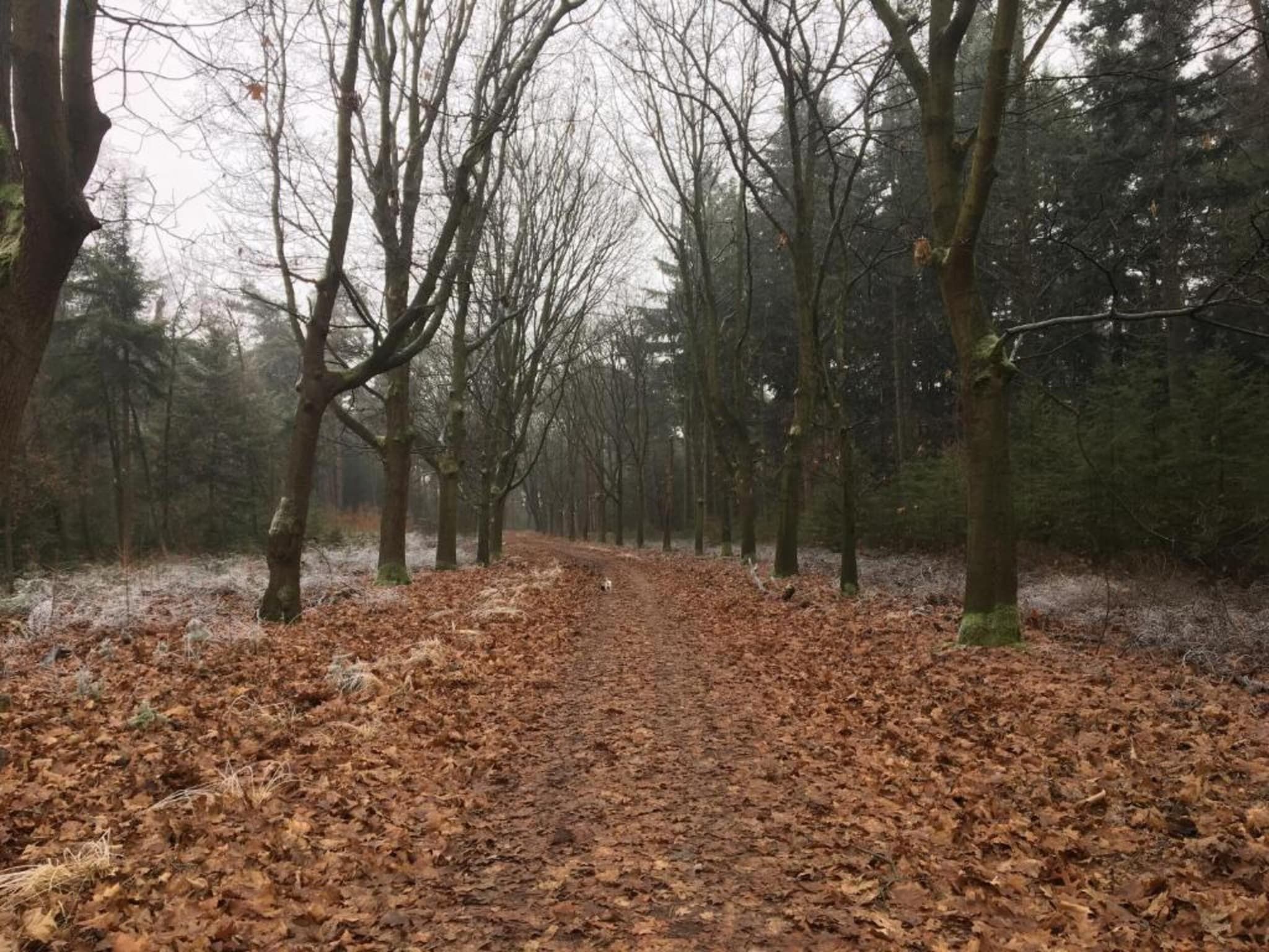 Dorpswoning De Plek in Leende - Foto 27 van 40