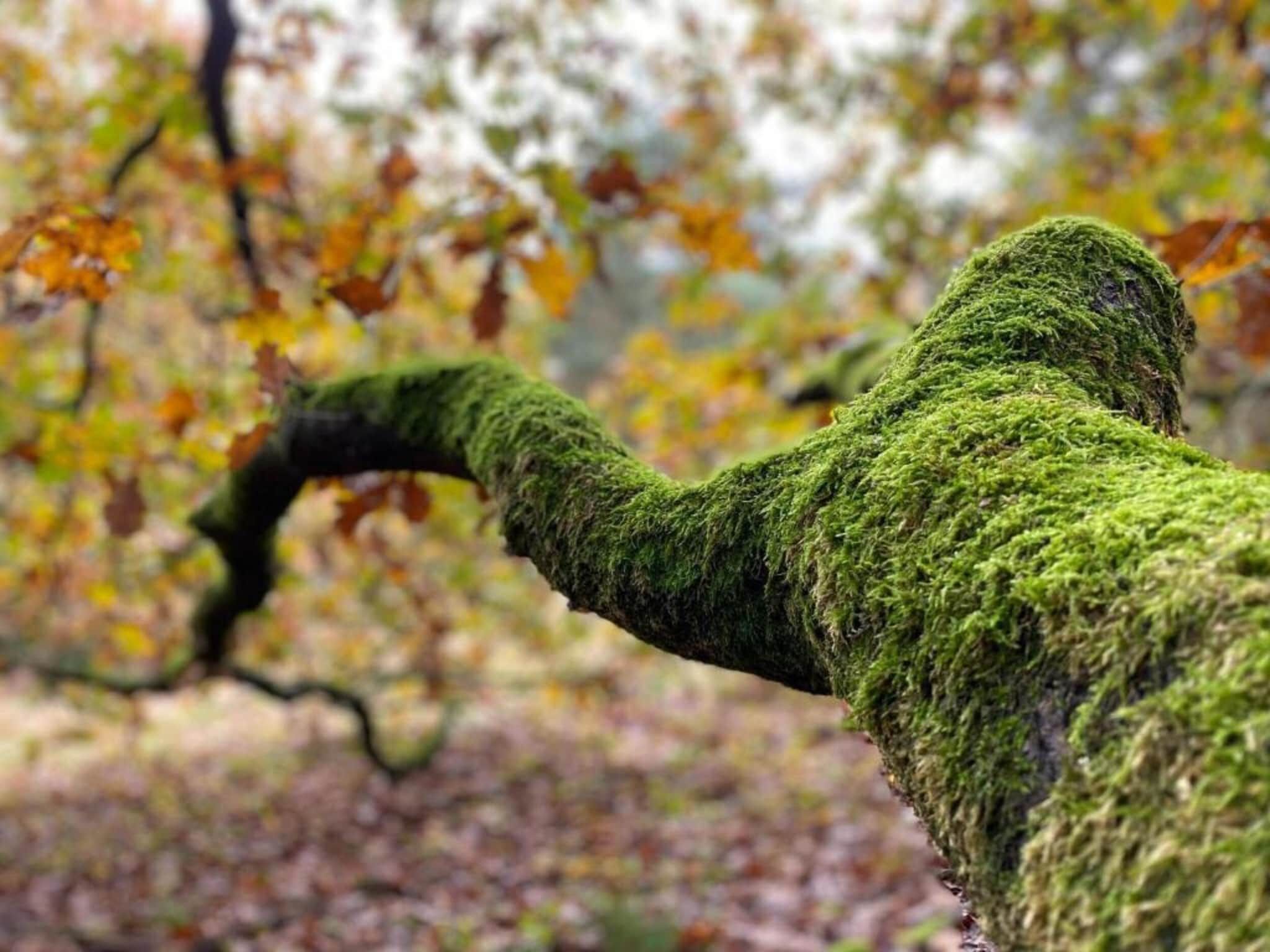 Dorpswoning Het Uitzicht in Leende - Foto 34 van 40