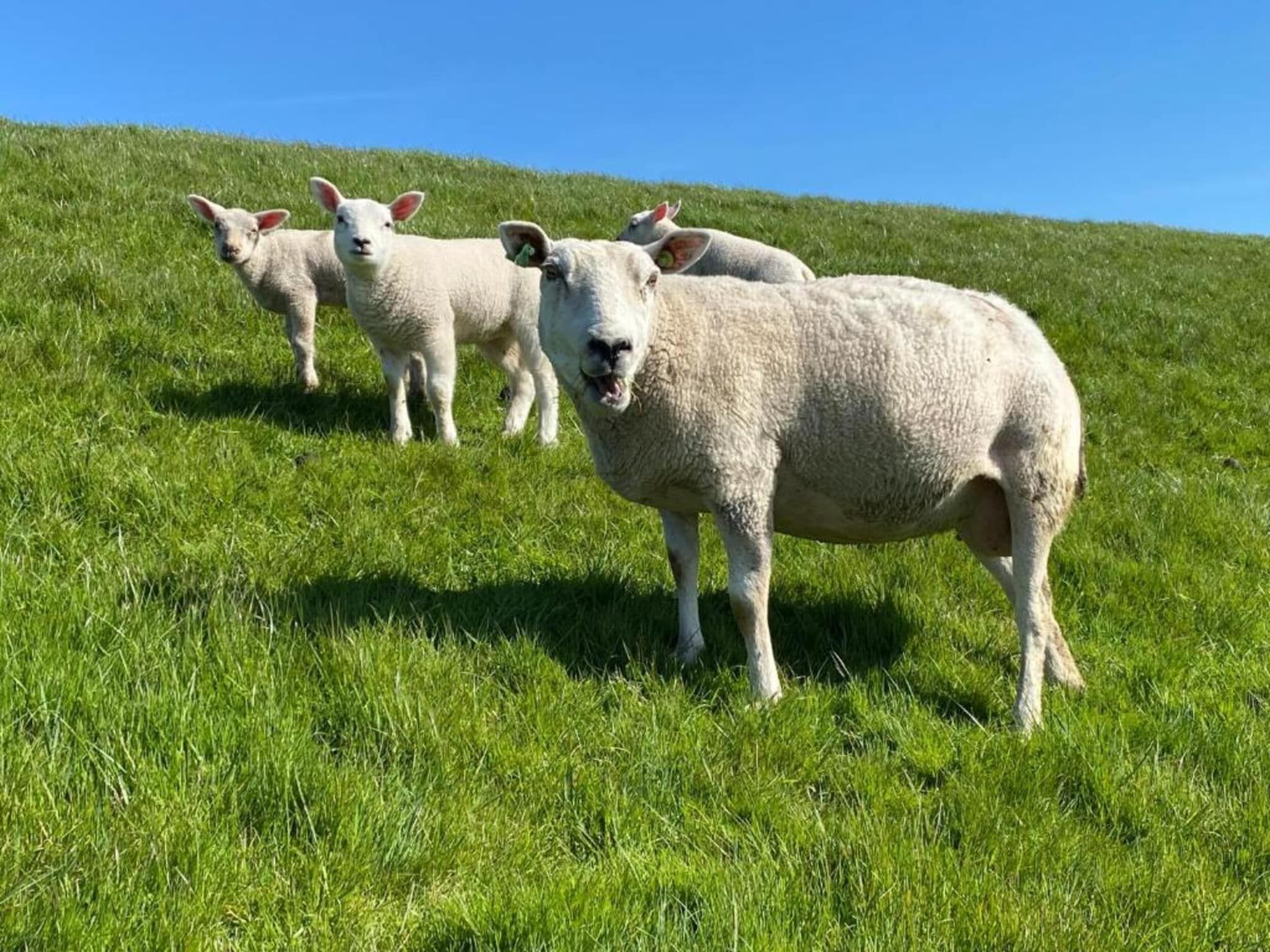 Landhuis Wad Anders in Wierum - Foto 36 van 40