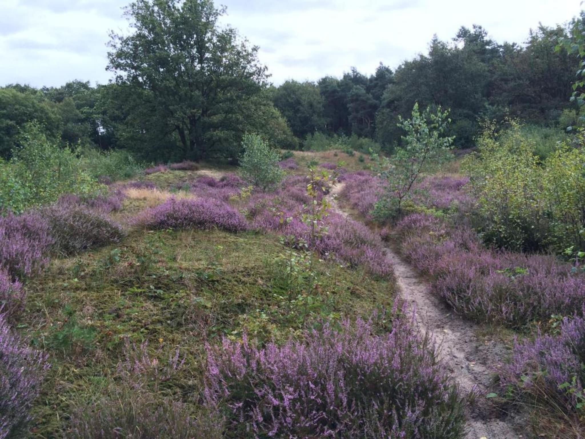 Résidence Klein Vink 4 in Arcen - Foto 12 van 40