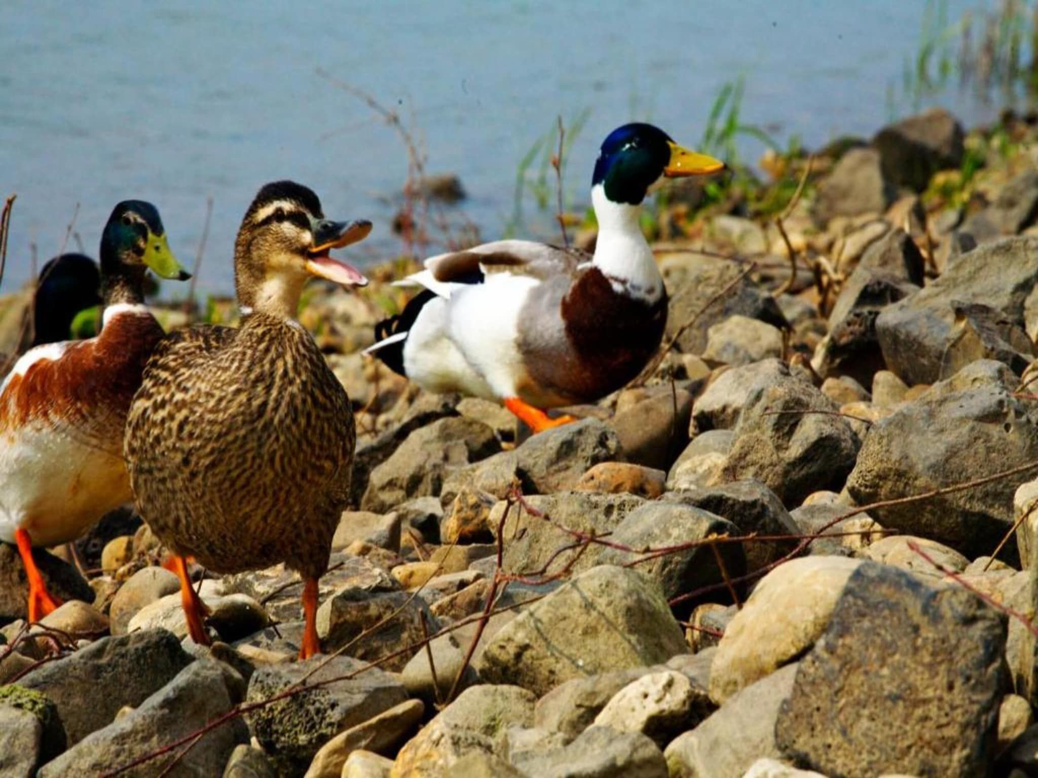 Résidence Klein Vink 4 in Arcen - Foto 14 van 40