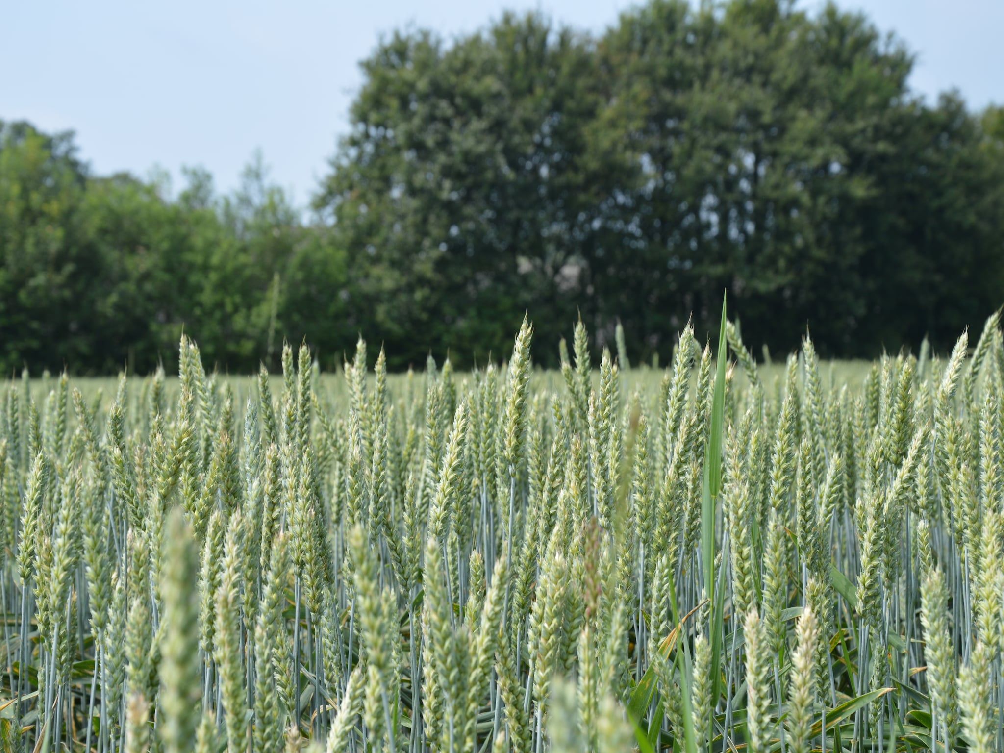 Het uitzicht vanaf Kabinet & Dekenkist in Geesteren