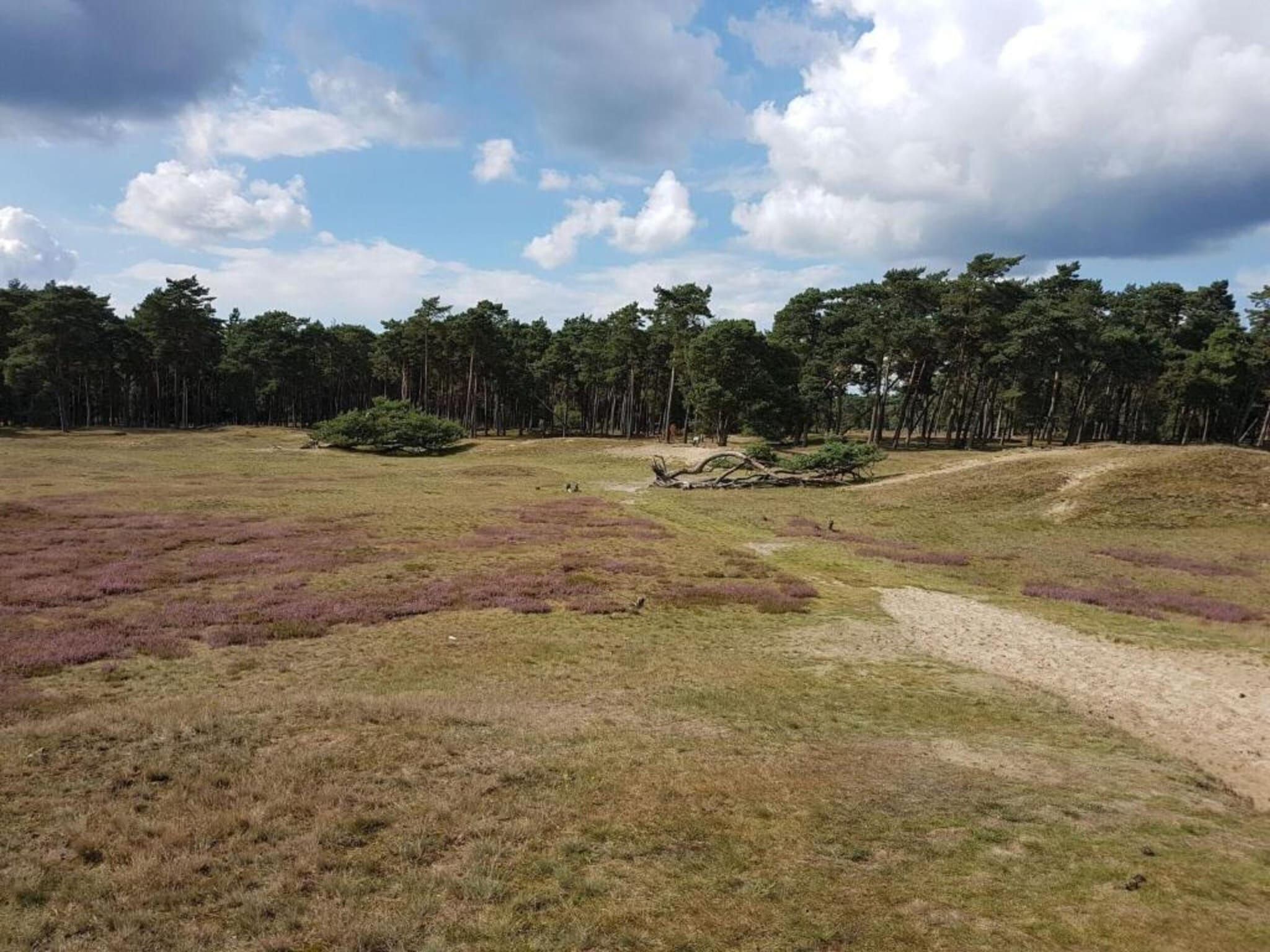 De omgeving van Hof van Salland 3 in Hellendoorn