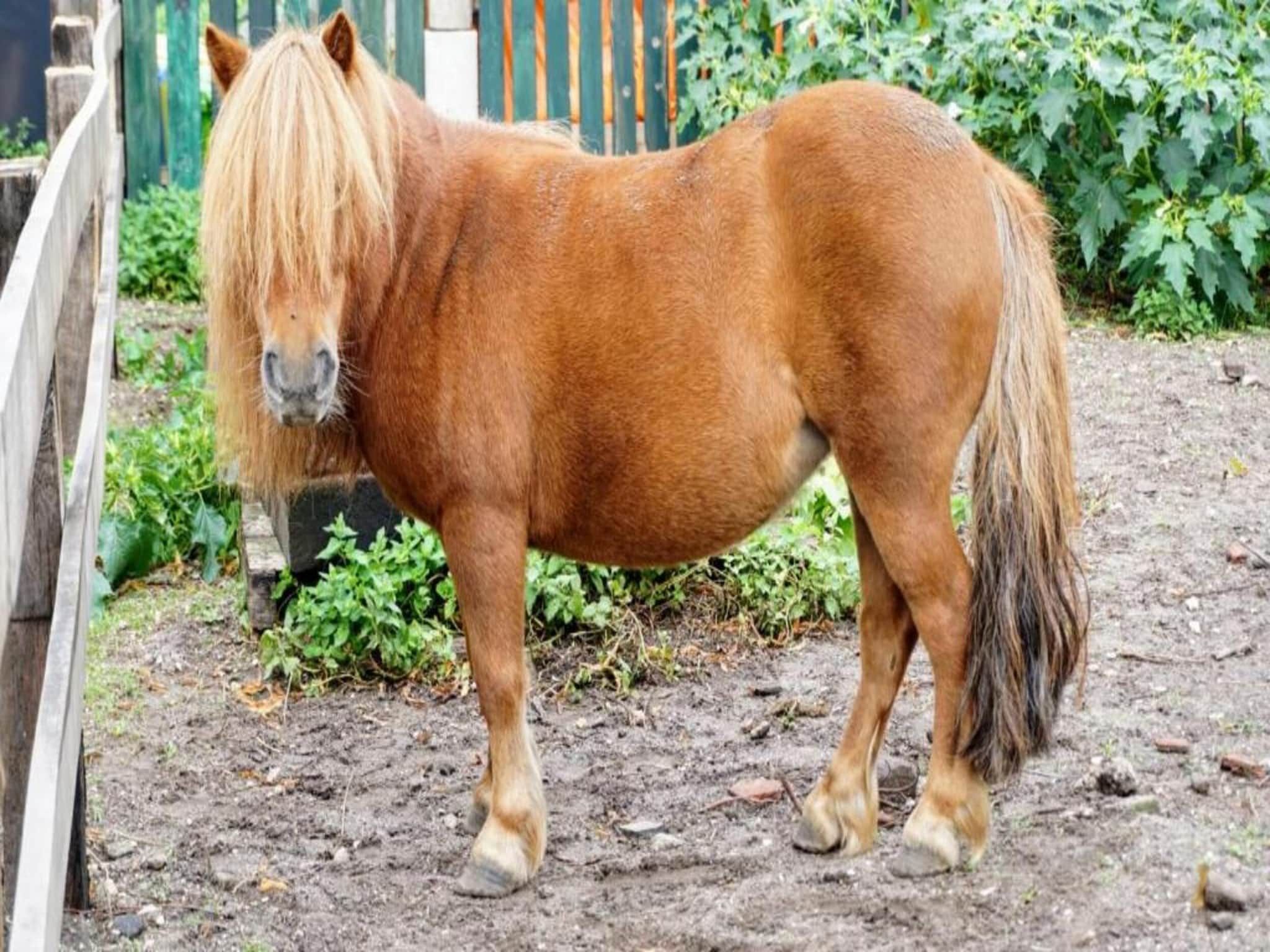 Vakantiepark Sandberghe 2 in Uden - Foto 30 van 40