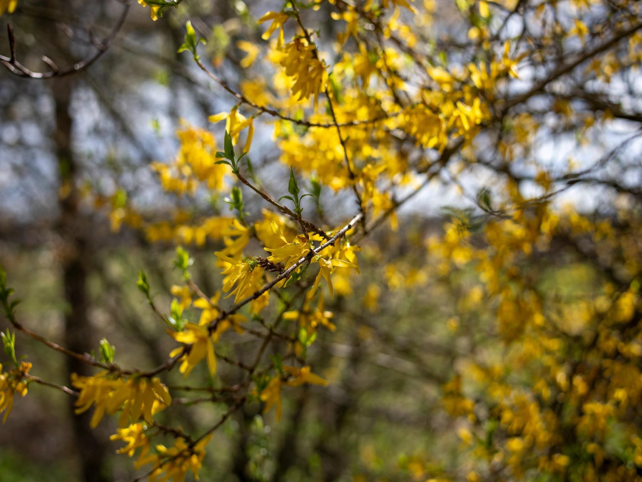 Sfeerbeeld van De Kibbelhoeve in Kibbelveen