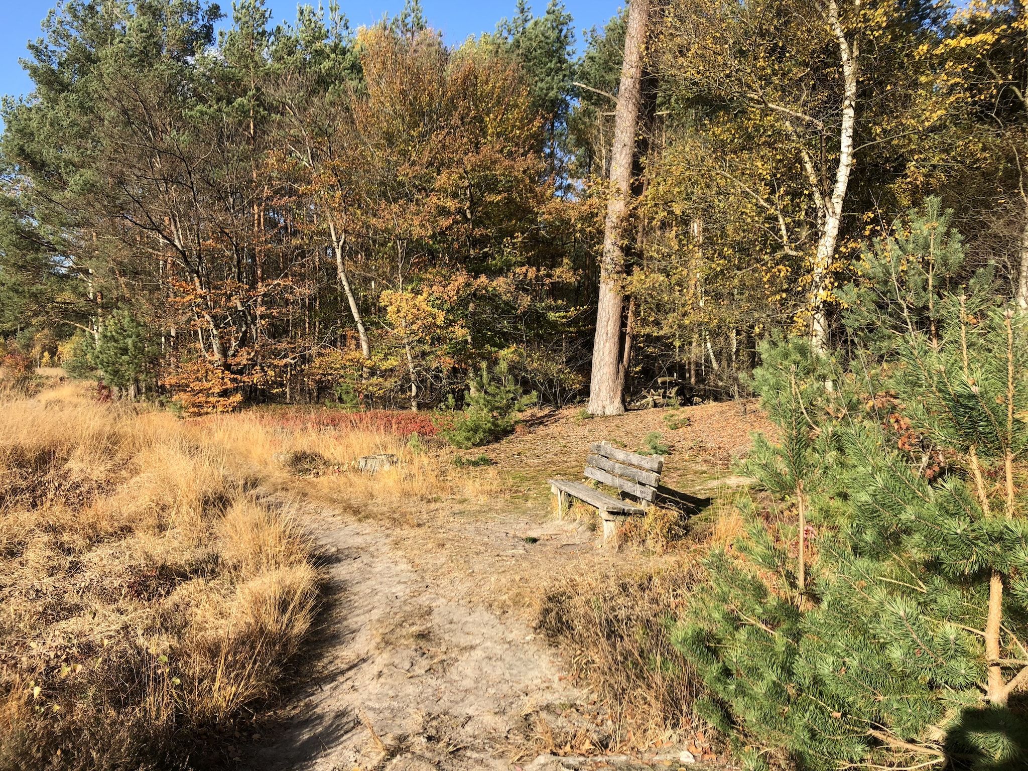 De omgeving van Landgoed de Klimberg in Rheezerveen