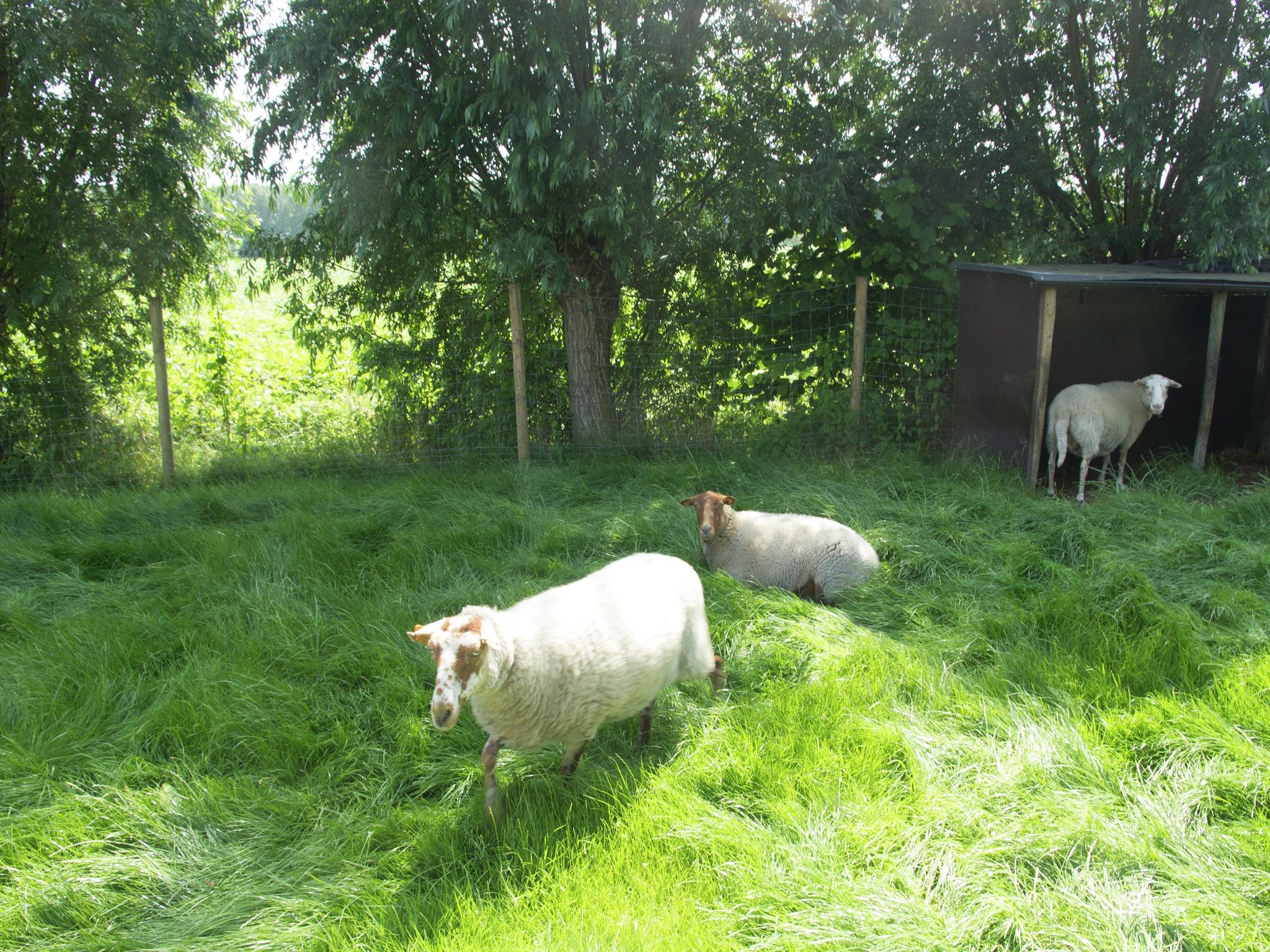 De Biezenknop in Eede - Foto 33 van 40