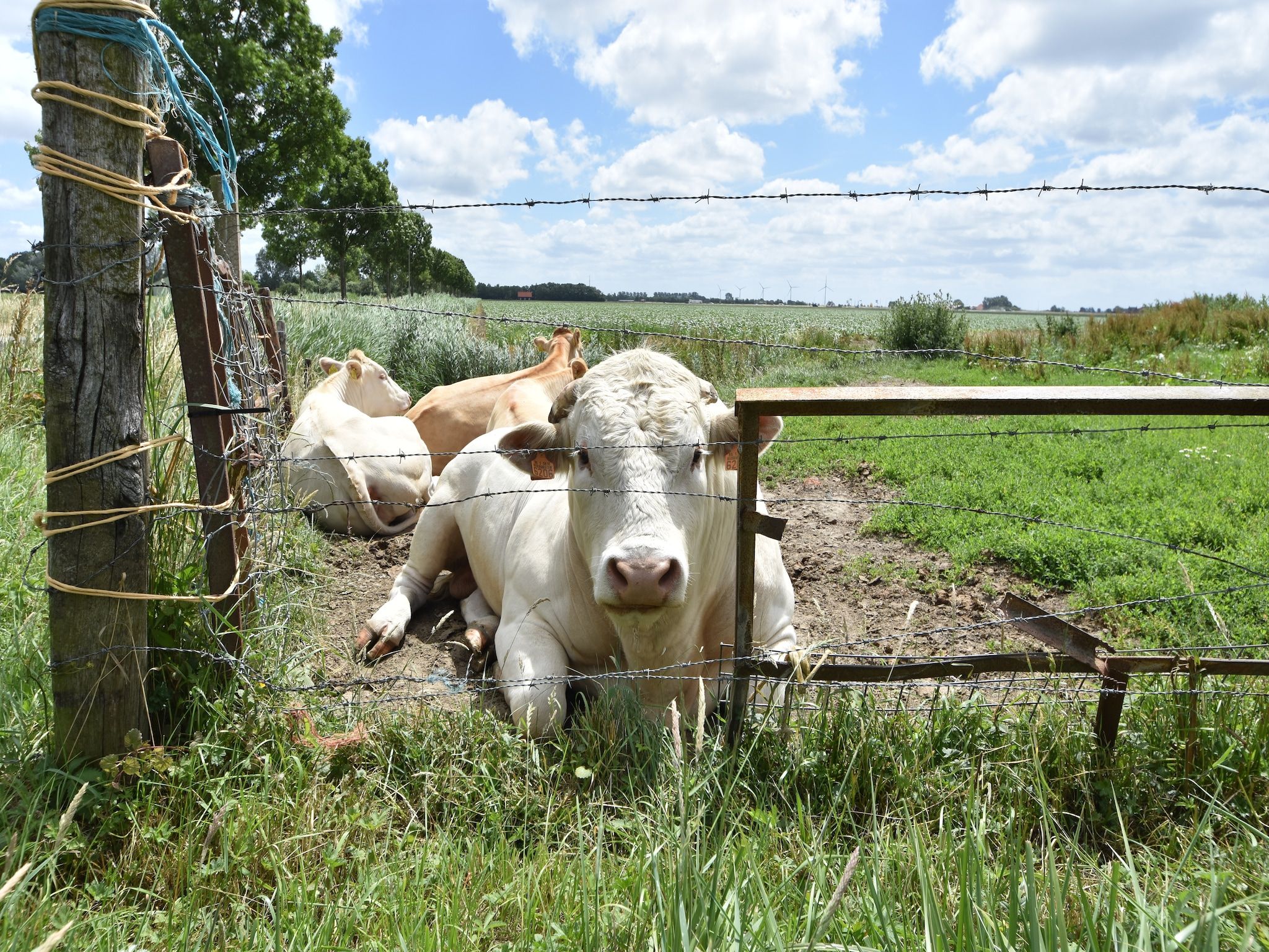 Sfeerbeeld van Het Mosselhuys in Bruinisse