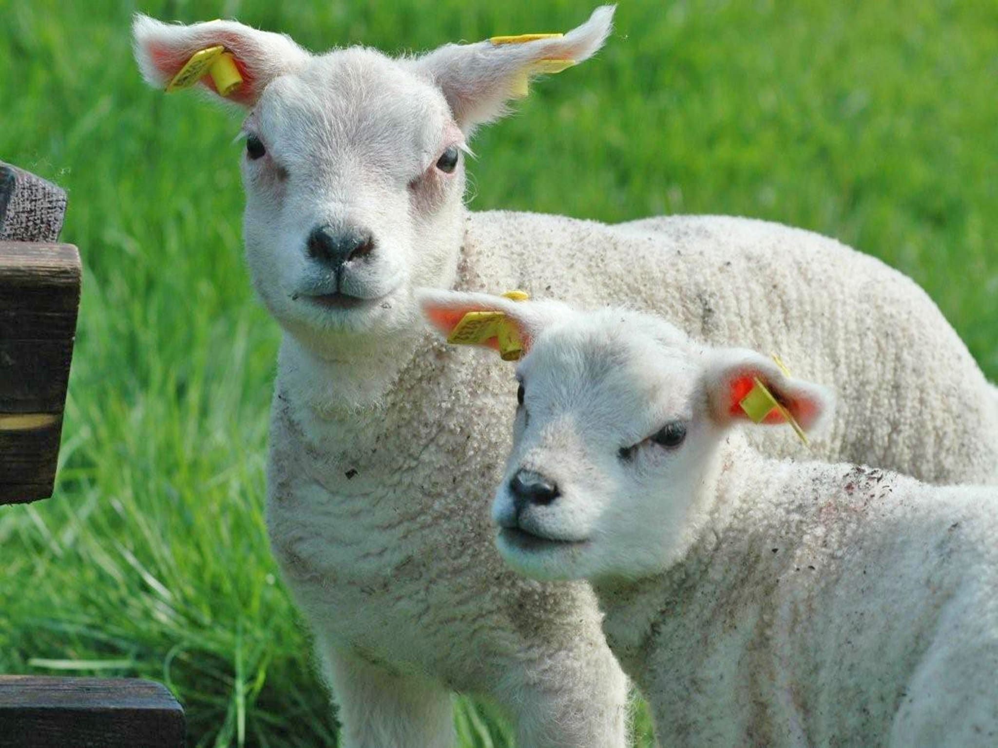 De omgeving van De Ransuil in De Cocksdorp-Texel