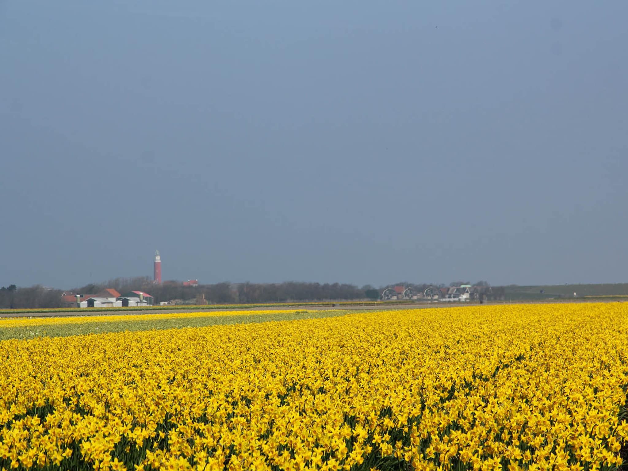 De Ransuil in De Cocksdorp-Texel - Foto 22 van 24