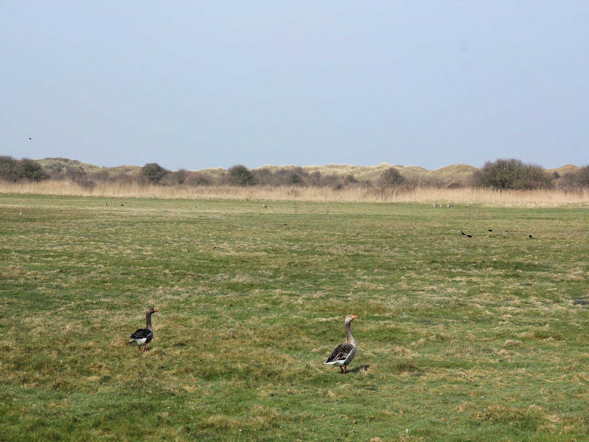 Villa  Hoogelandt 10 in De Koog Texel - Foto 16 van 22