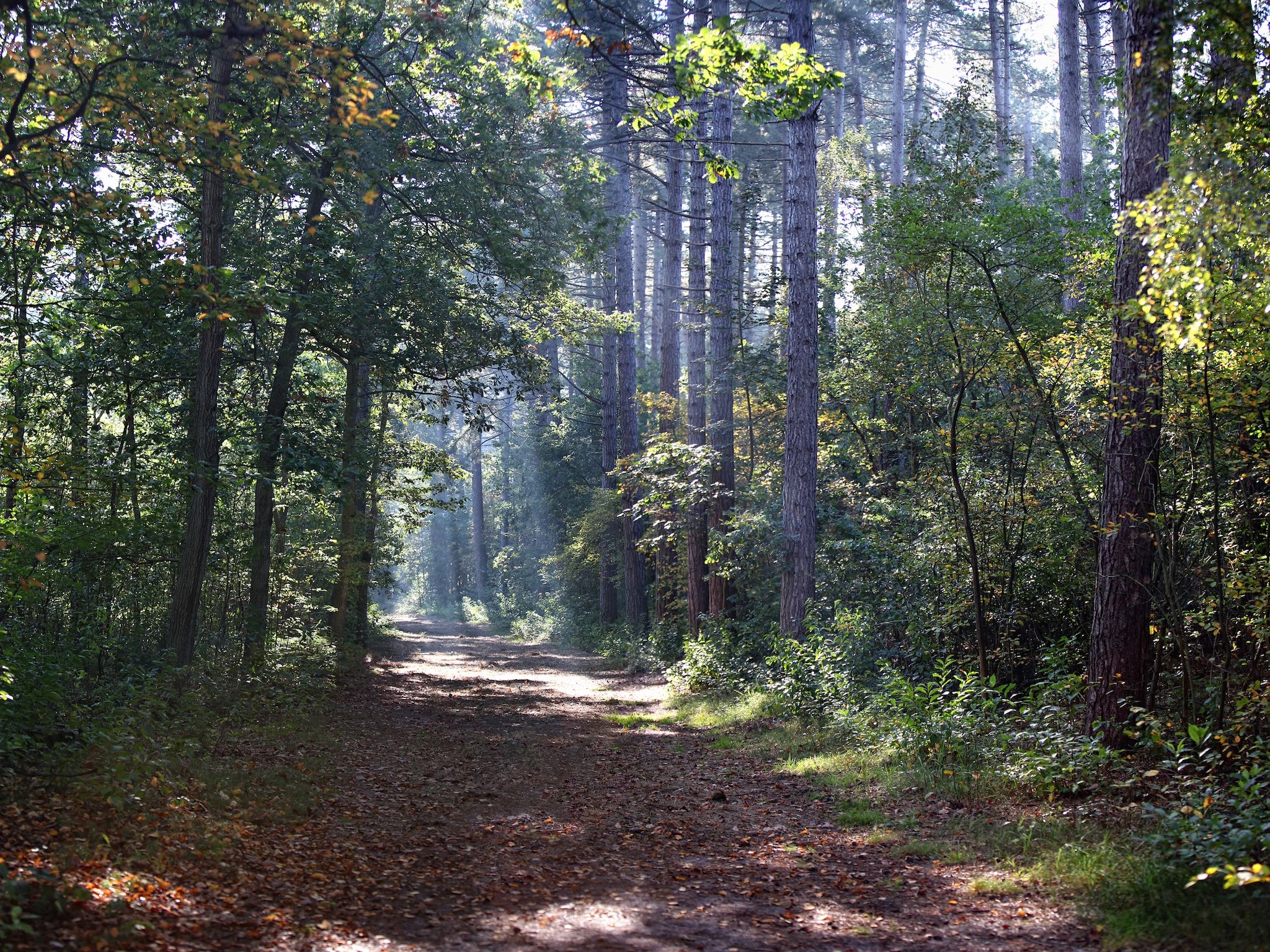 De omgeving van Villa  Hoogelandt 10 in De Koog Texel